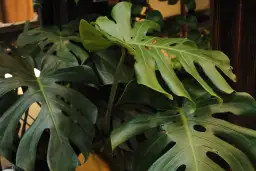 Cây Monstera Deliciosa — ảnh 2