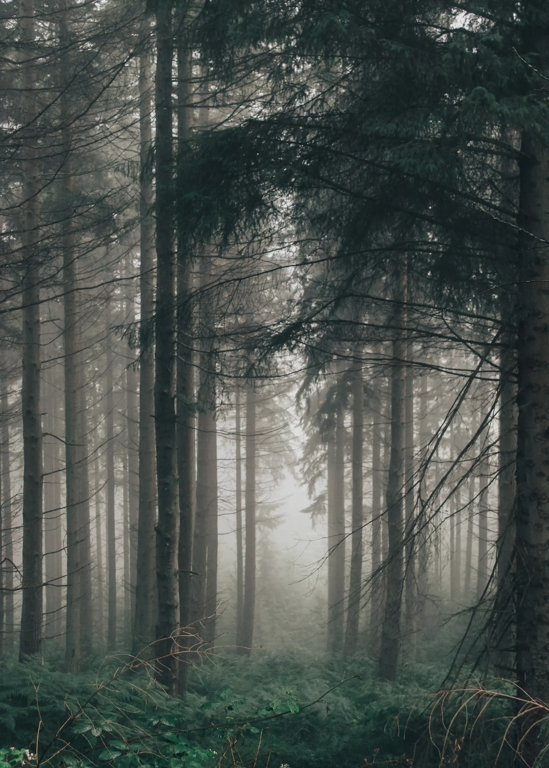 Ancient pine forest fading into morning fog, light breaking between the trunks