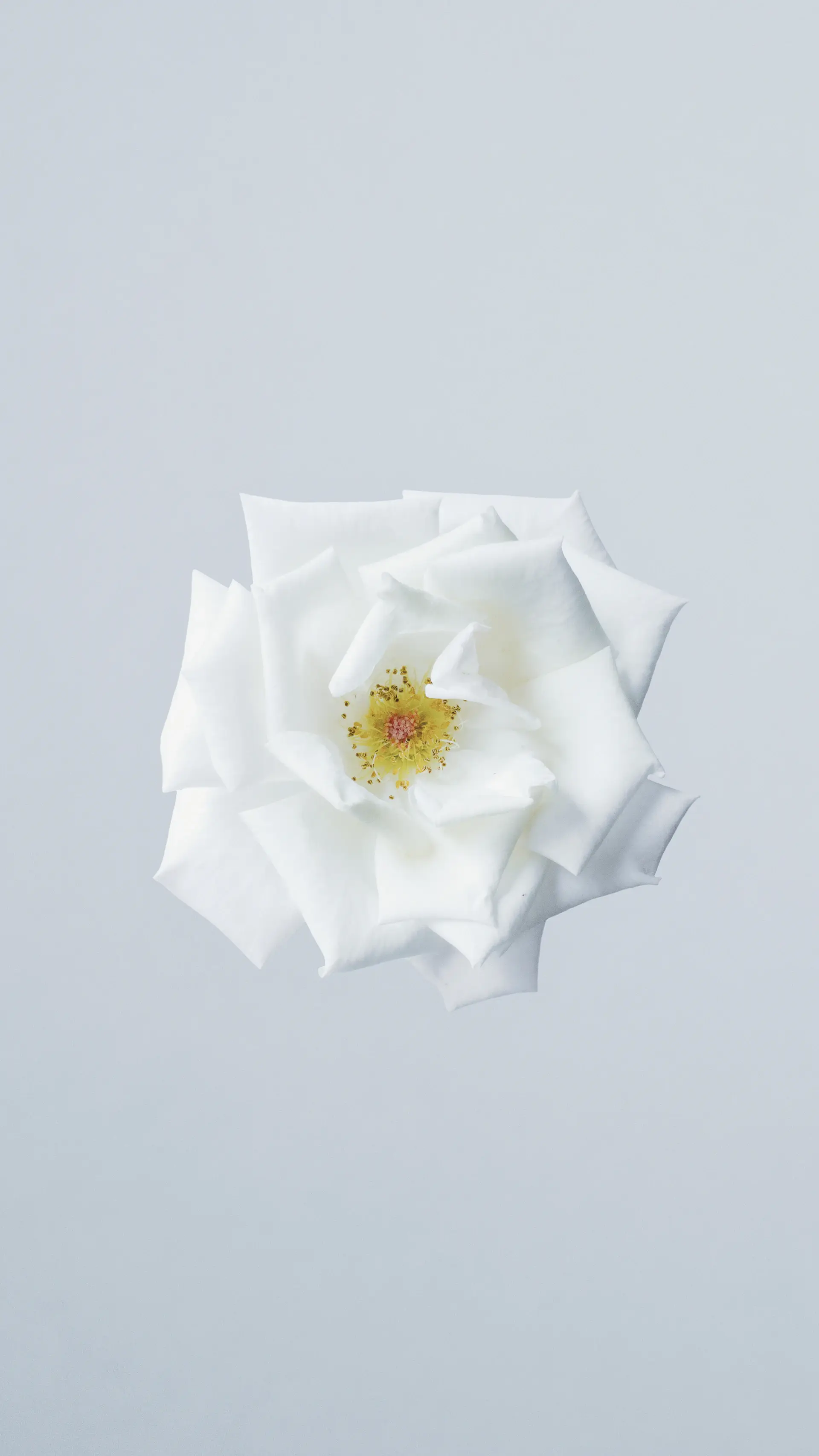 White rose stem framed as an object on white wall