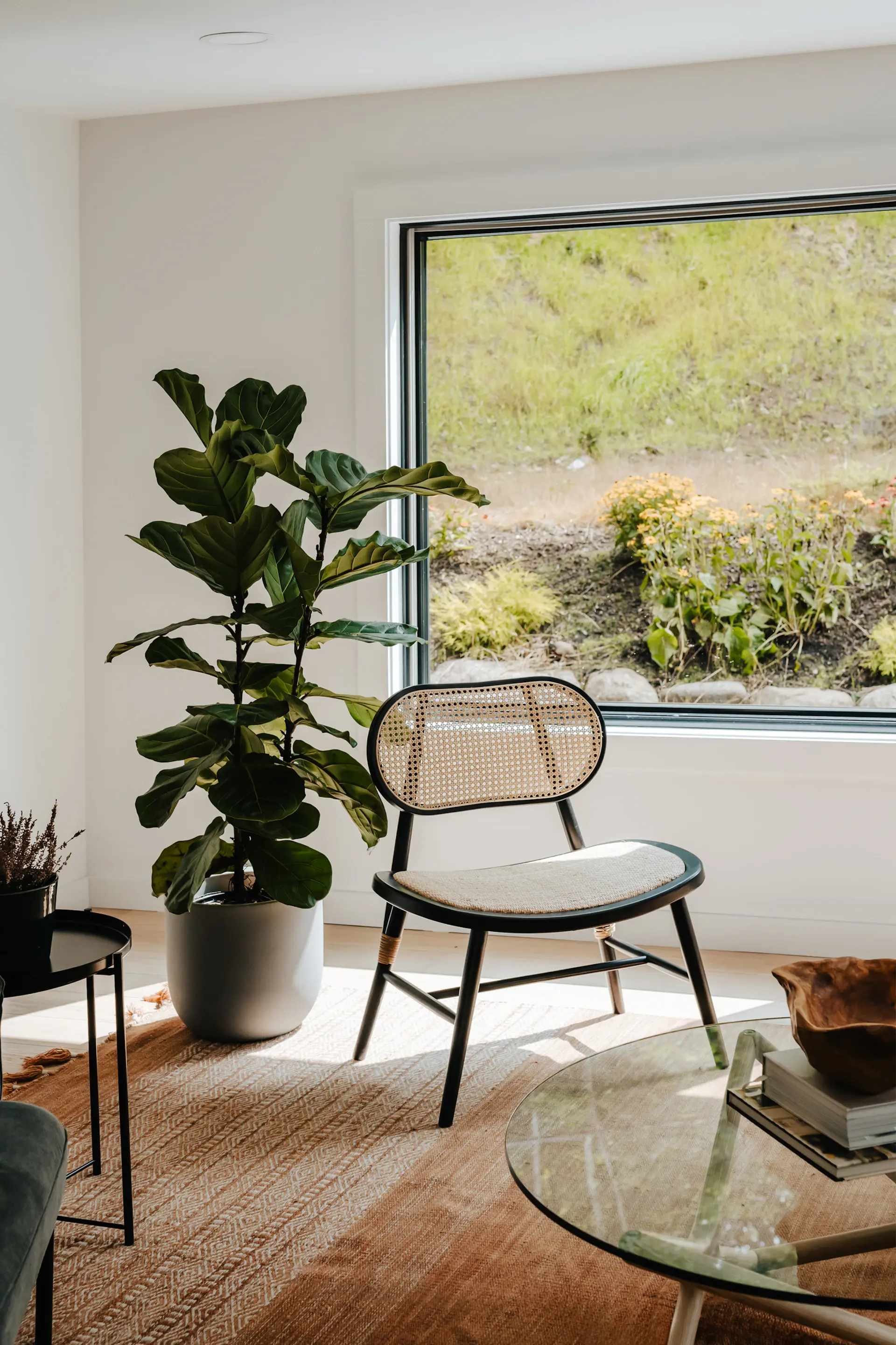 Living room with a fiddle-leaf fig by the window