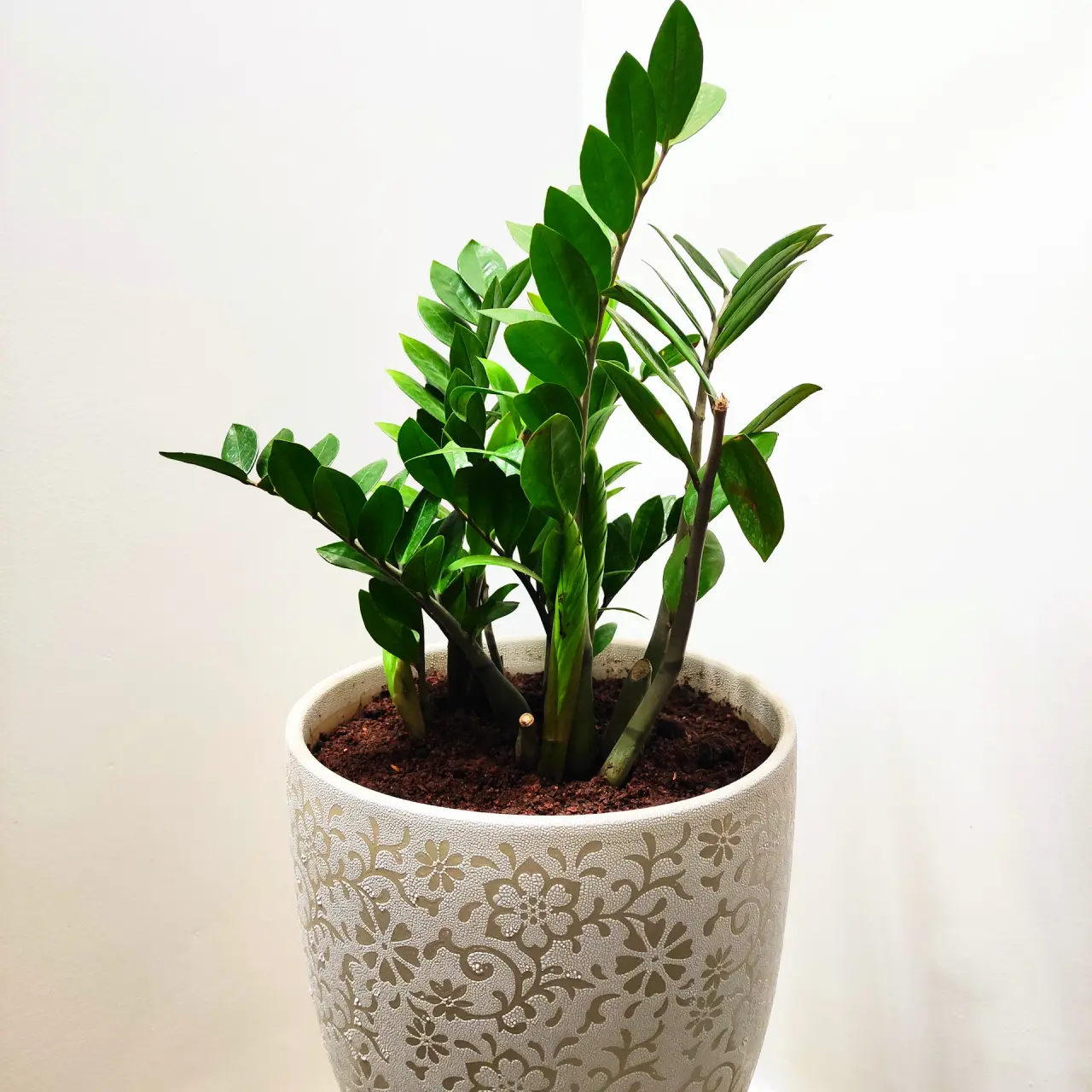 Chậu gốm thủ công với cây kim tiền