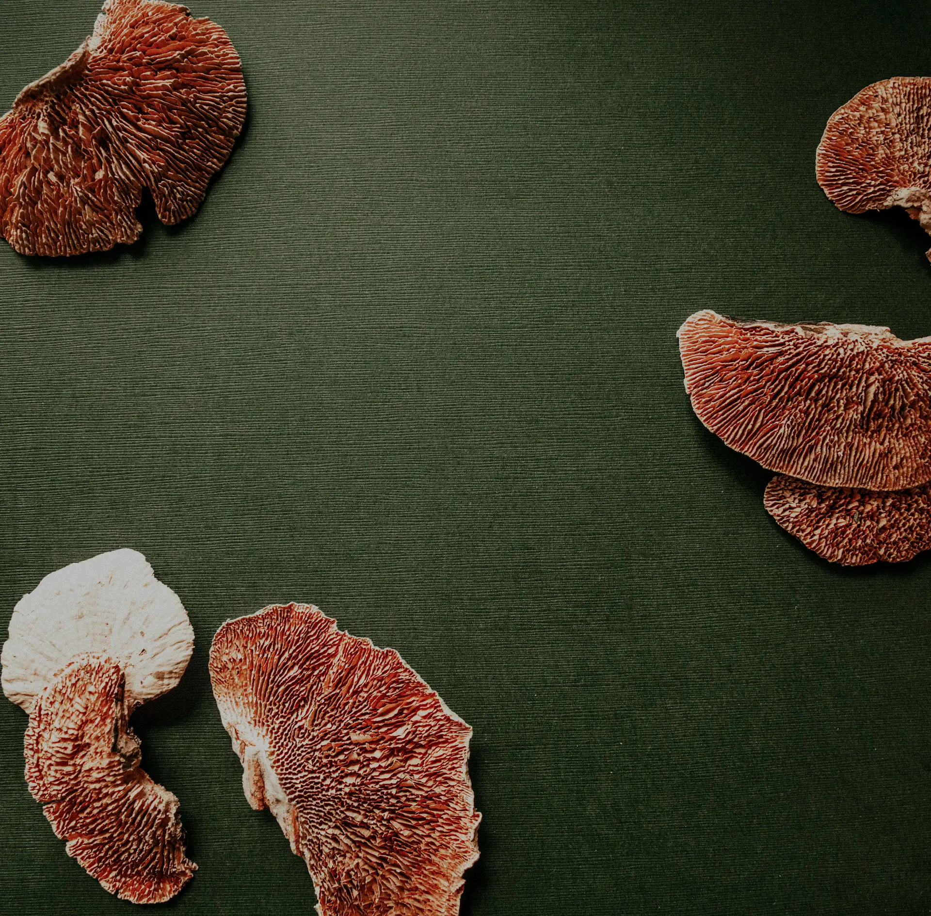 Slices of candied orange peel