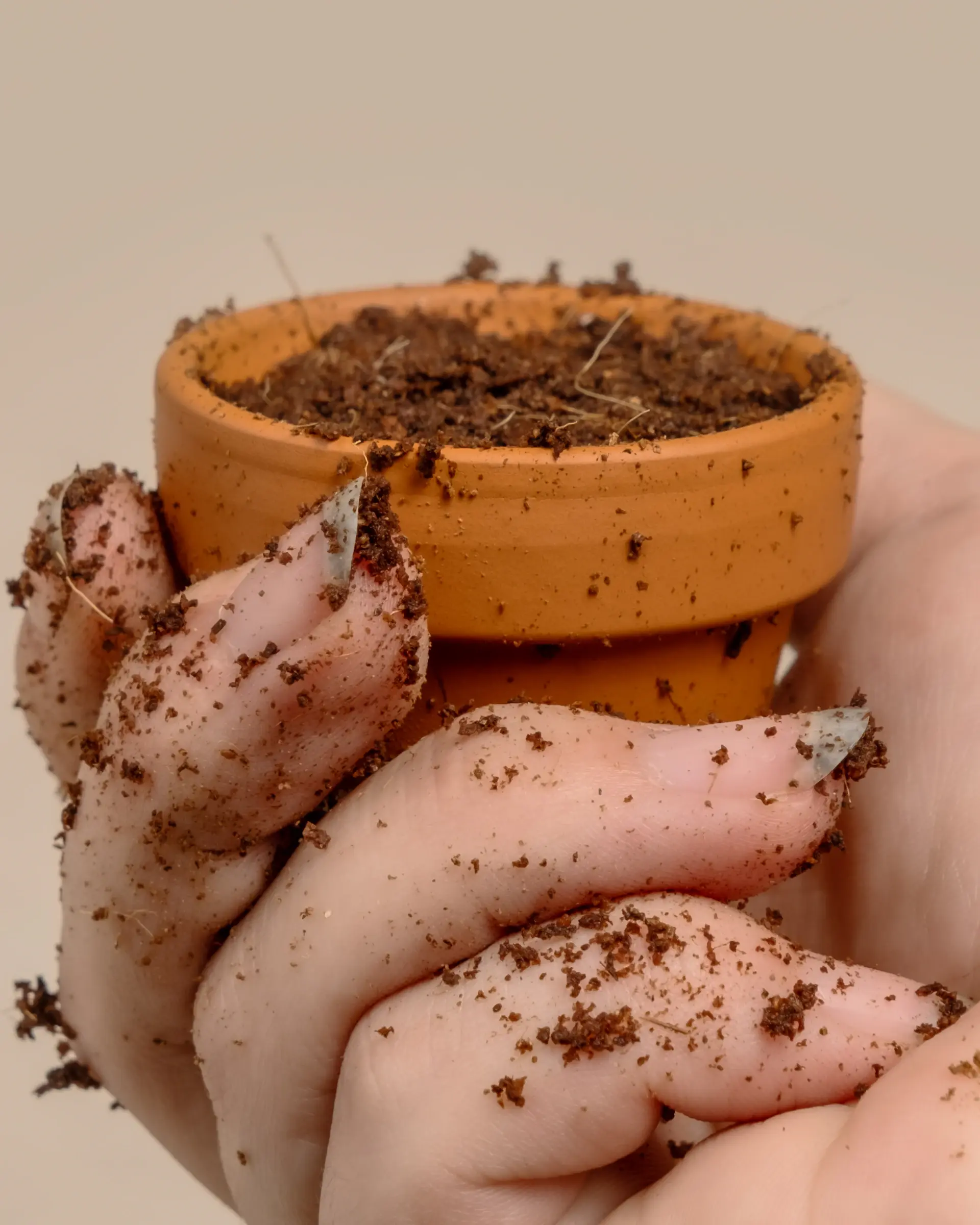 Repotting a plant with fresh soil and terracotta pots