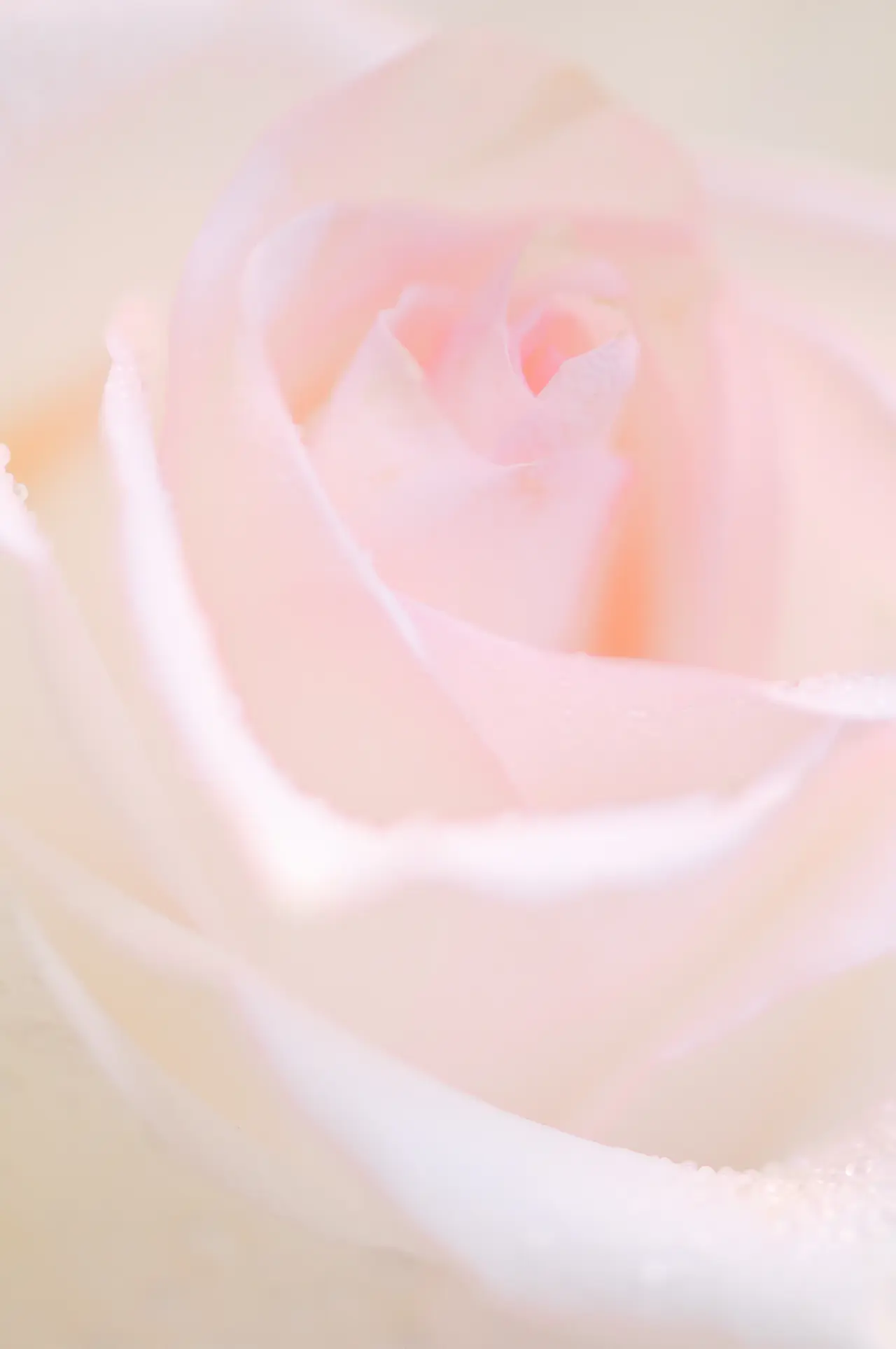 Single stem in soft shadow
