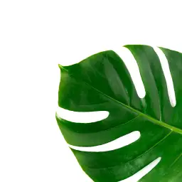 Monstera