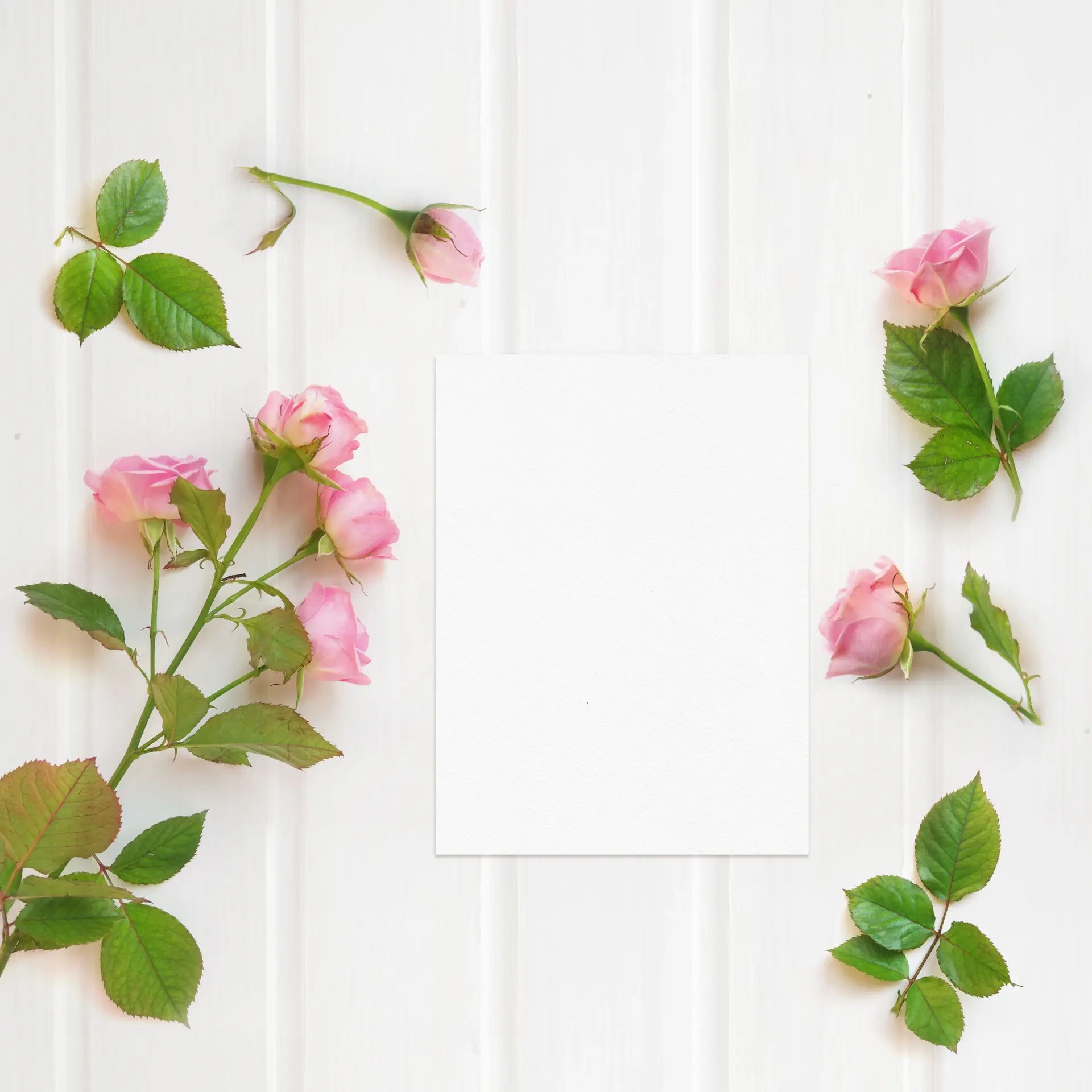 Bảng phối màu hoa hồng theo từng tông trên bàn atelier