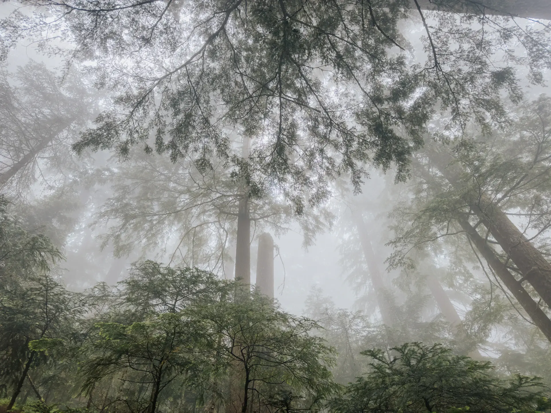 Tall straight pines reaching toward bright sky