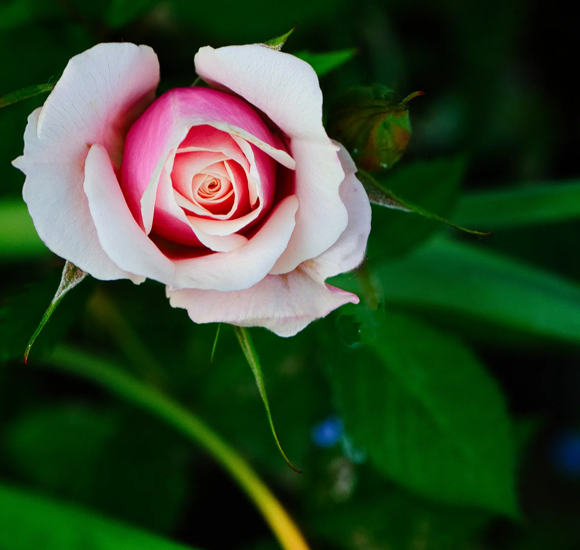 Mini rose perfume