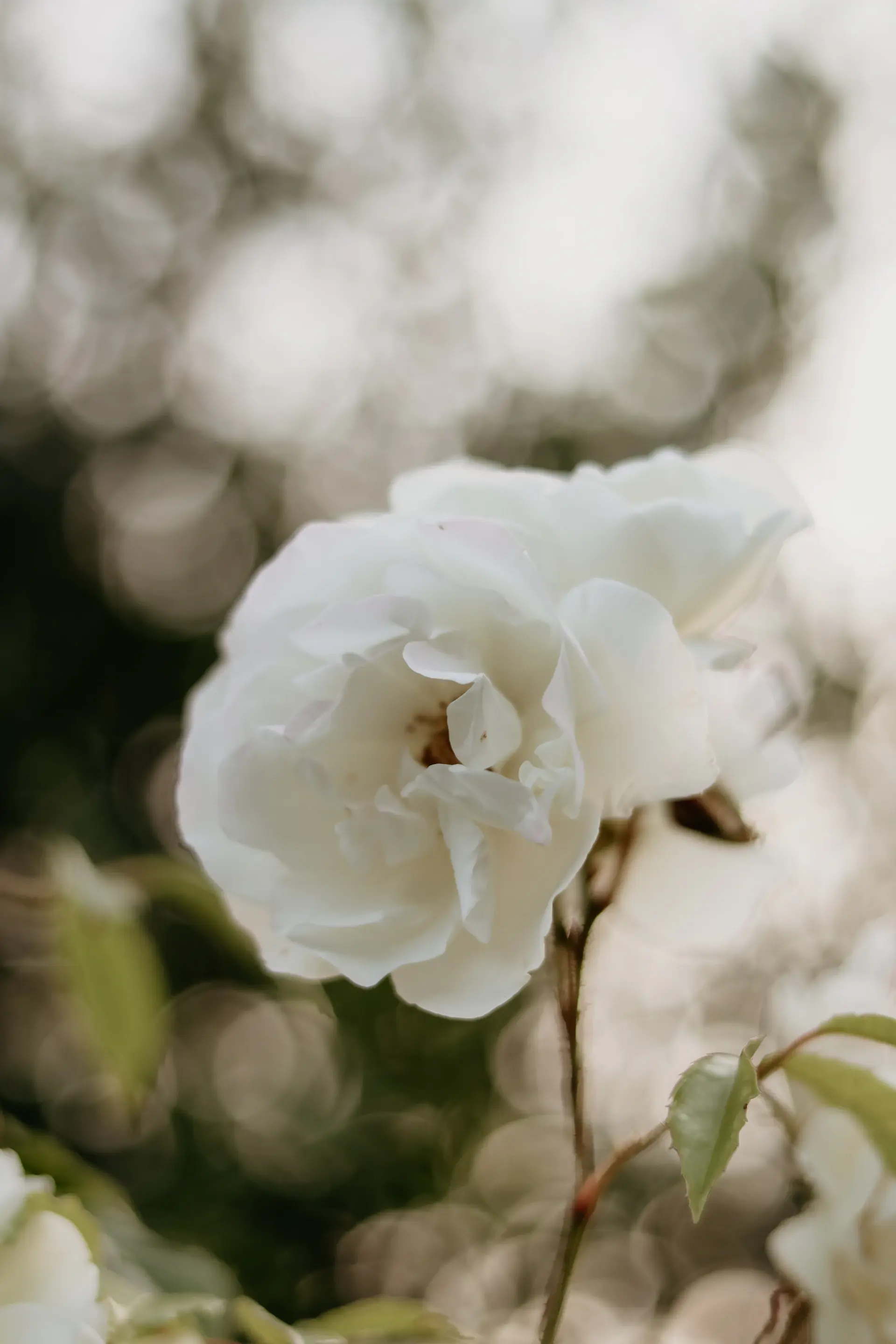Macro of dew on a petal