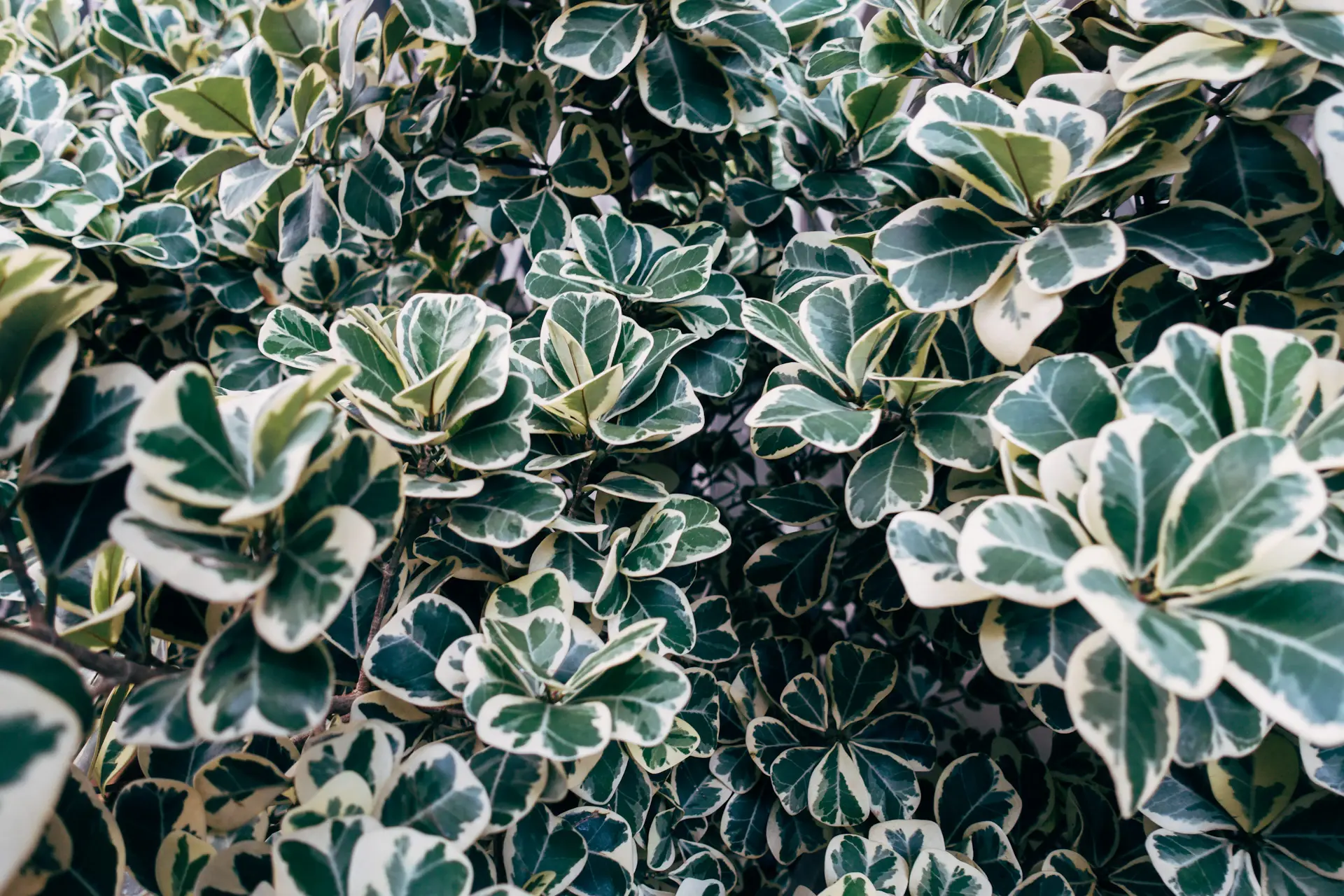 Rare variegated plant with patterned leaves