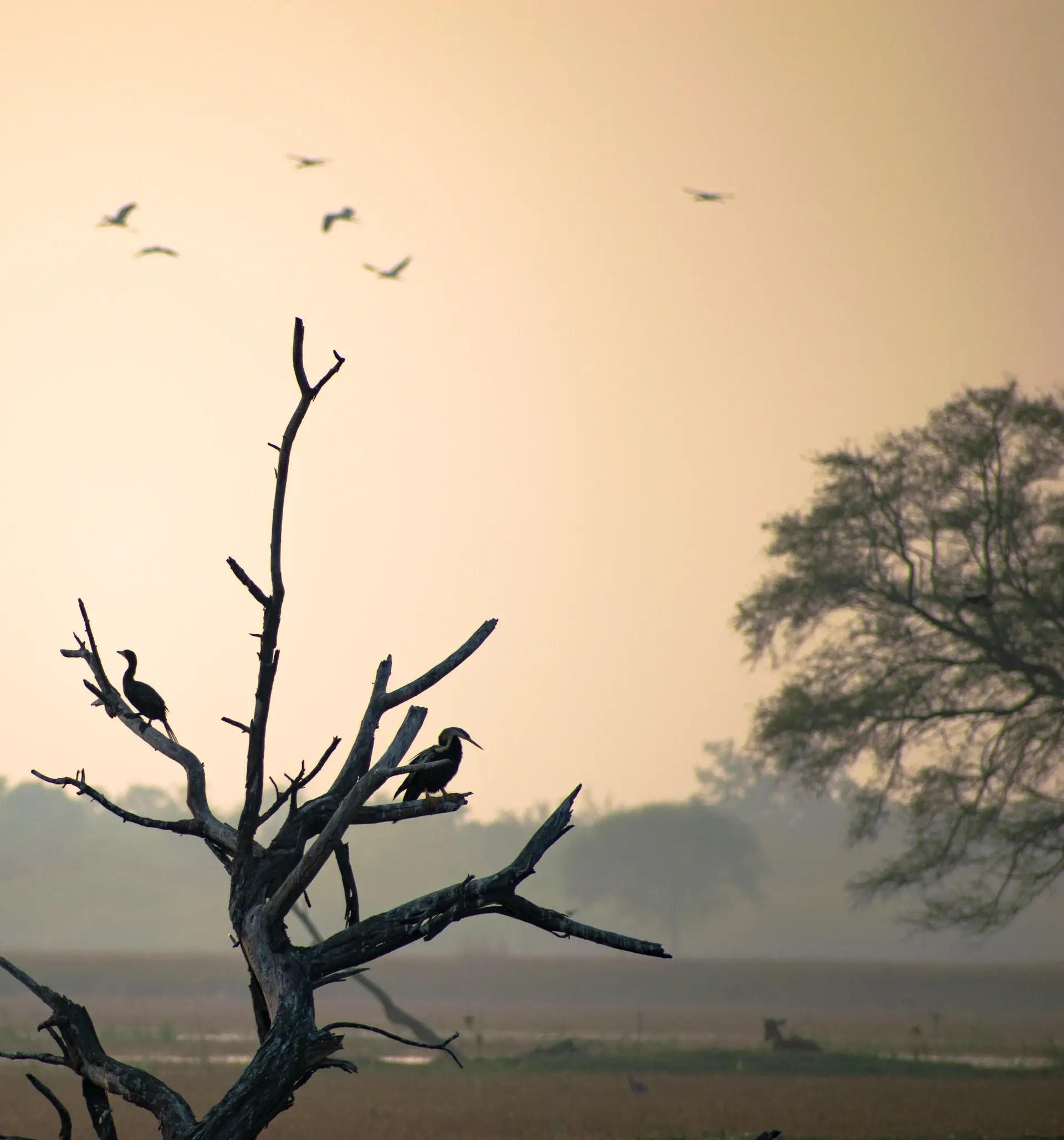 Wildlife at dawn across open plains