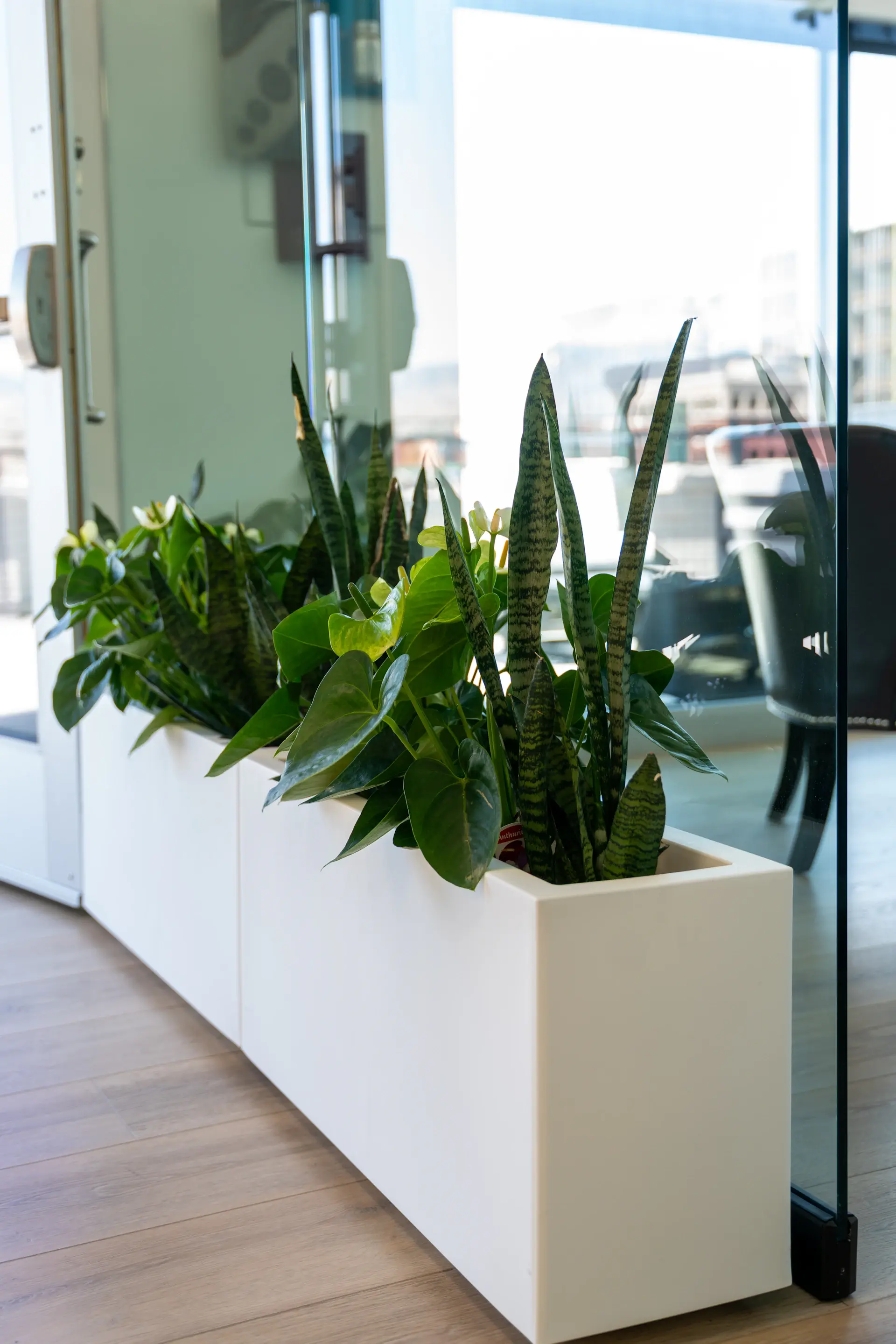 Bright office breakout area greened with floor plants and shelving foliage
