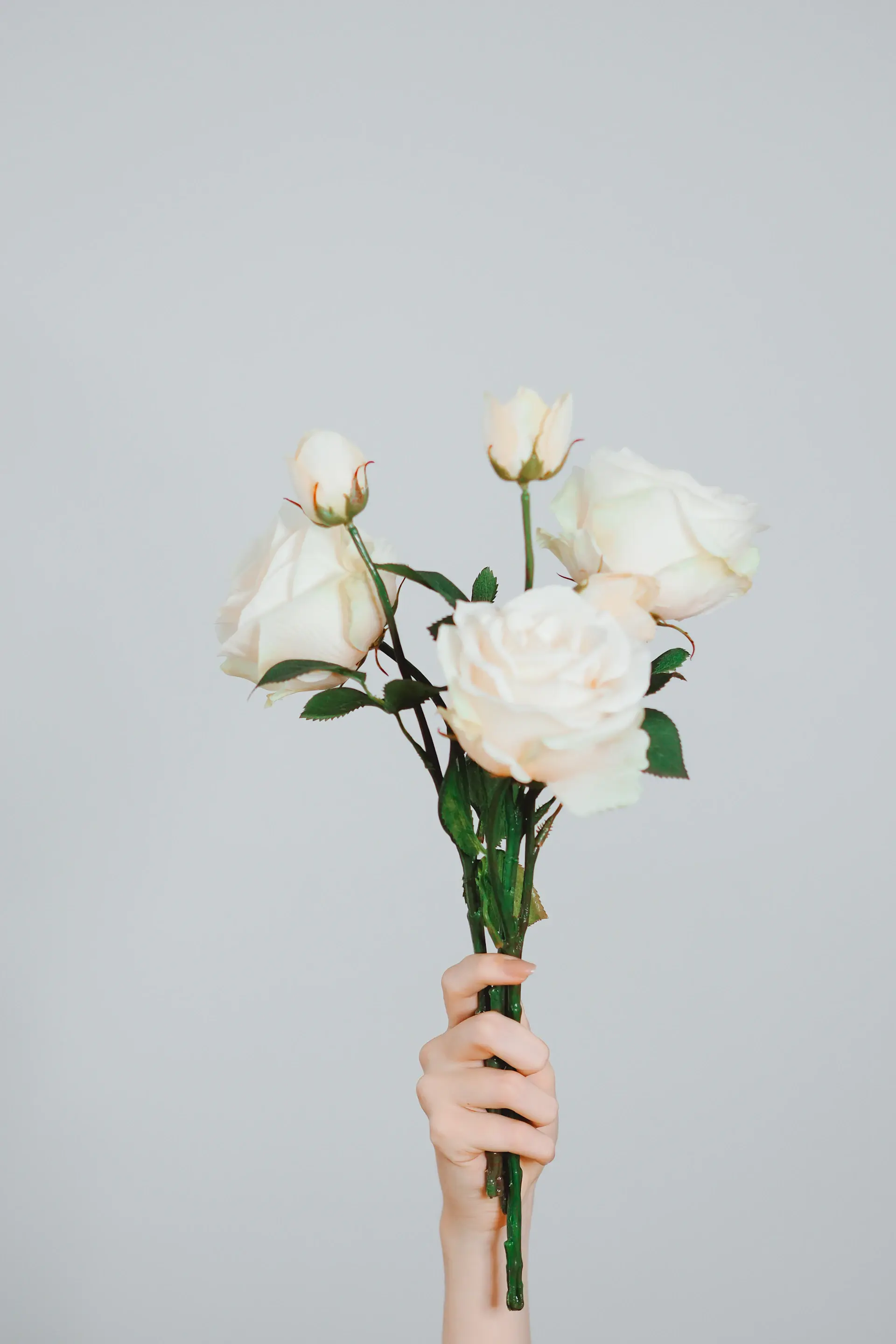 Close detail of white rose petals, soft shadow