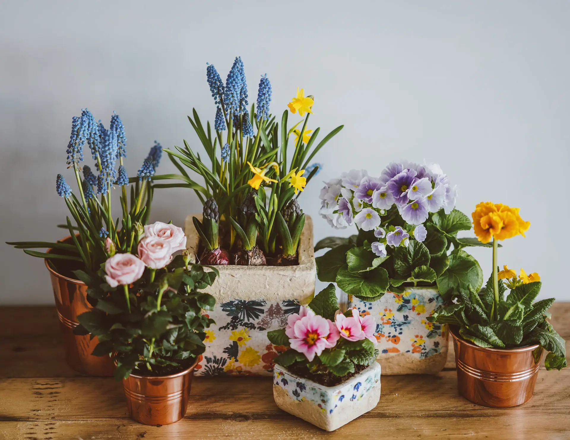 Hardy potted plants arranged as gifts