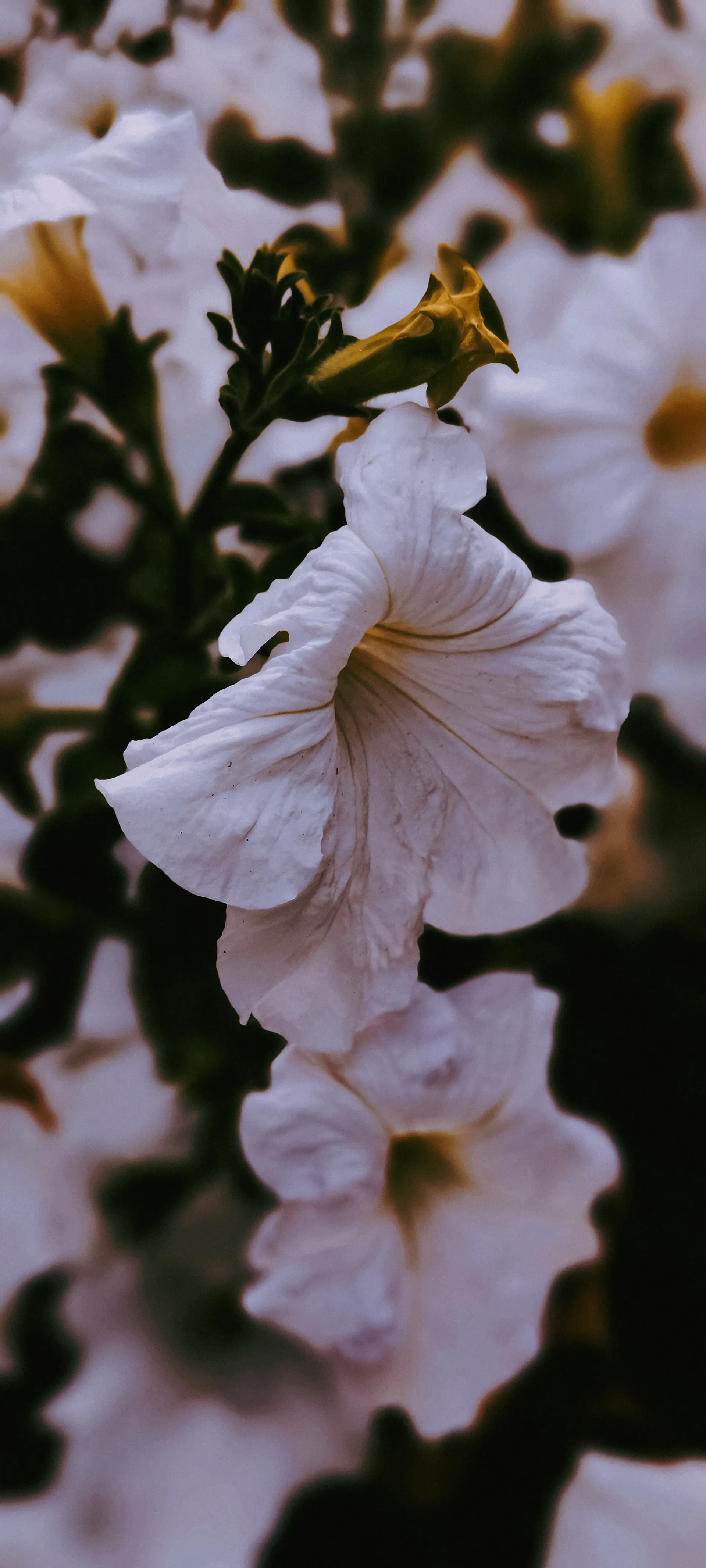 Minimal cluster of white roses on a pale surface