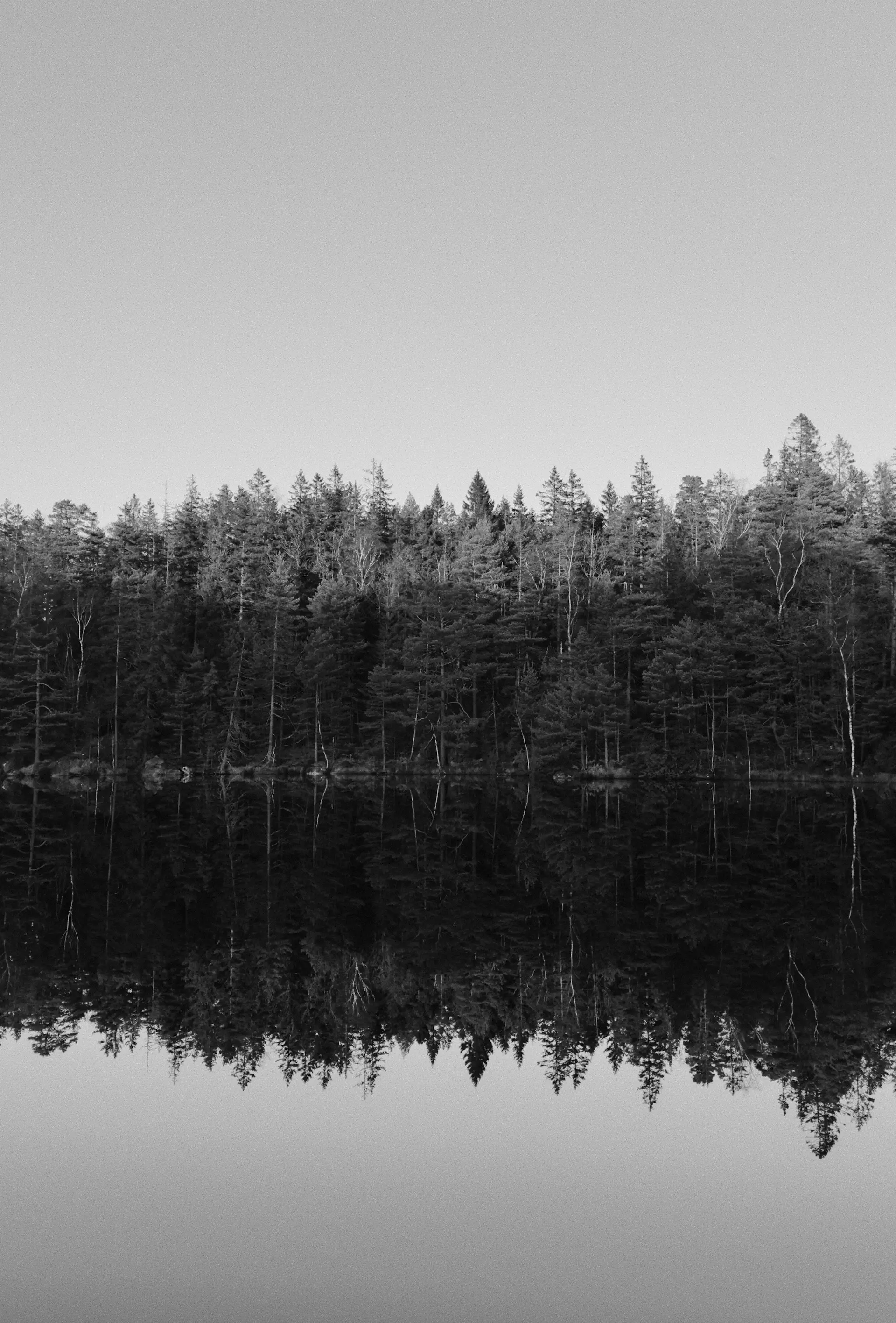 Dark pines lining a quiet lake edge