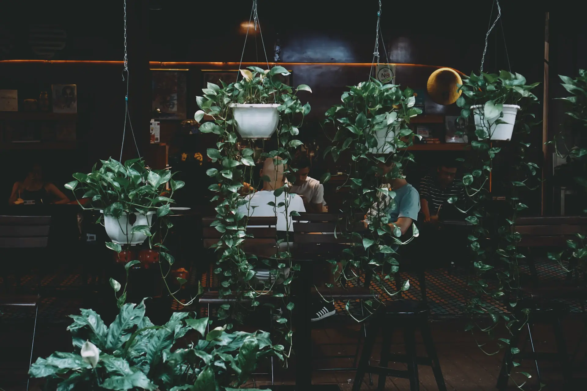 Hanging plants beside the cafe window