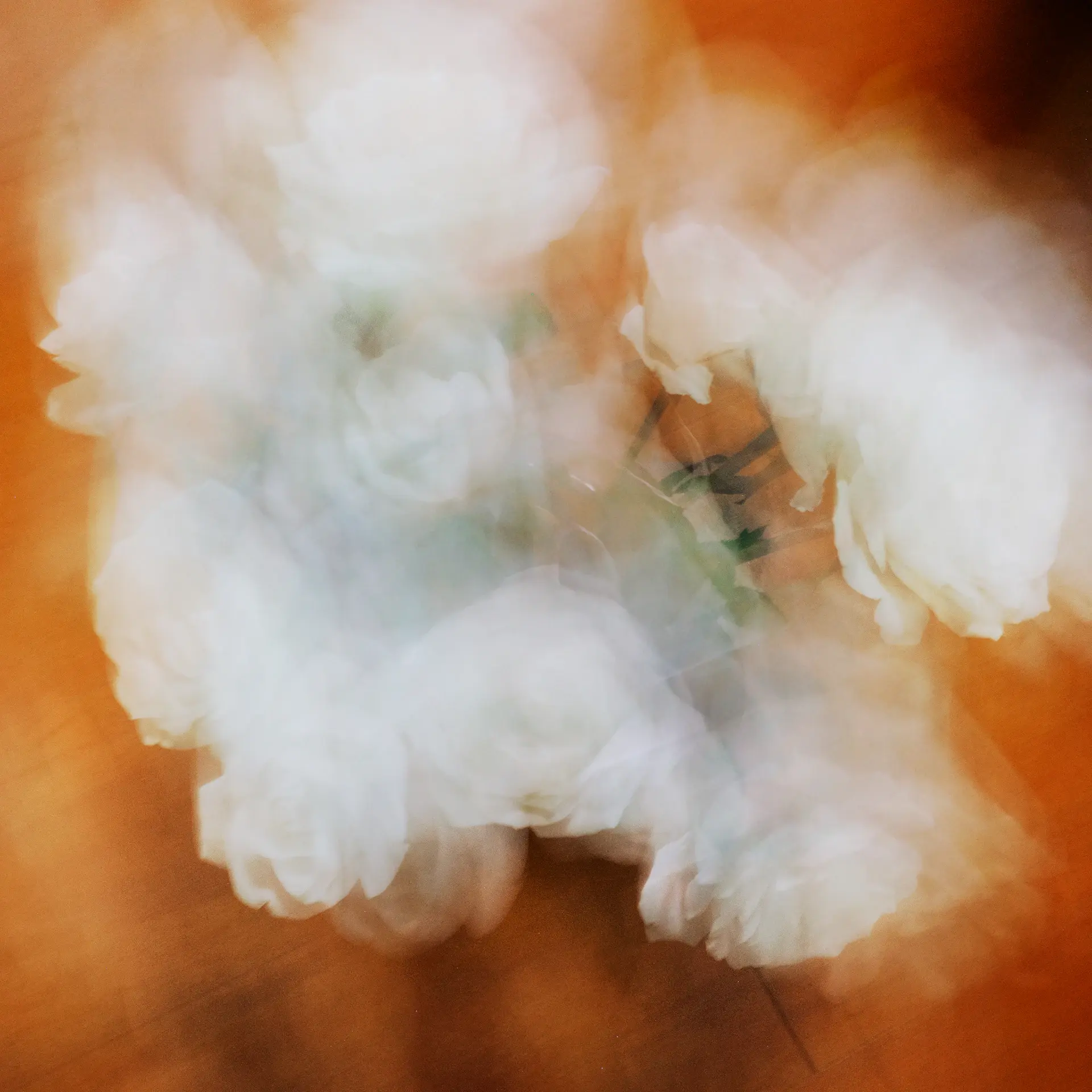 Ivory preserved rose