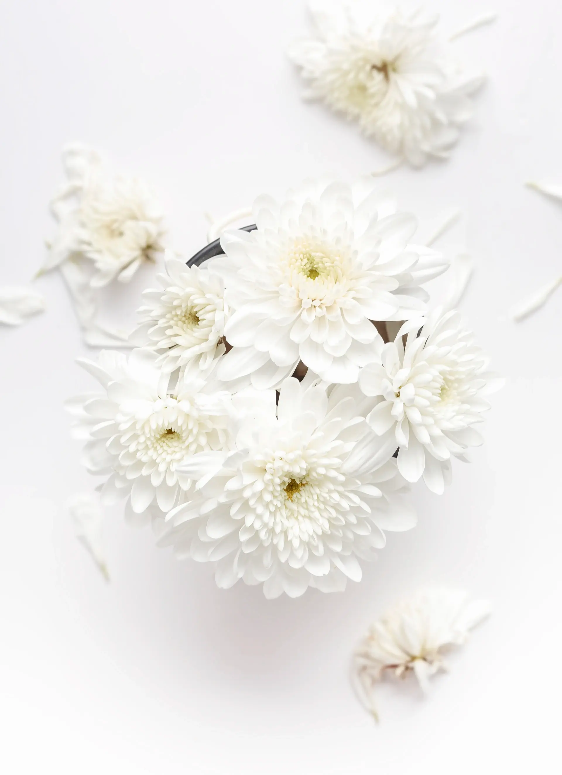 Silver-white roses against a pale frost-toned wall