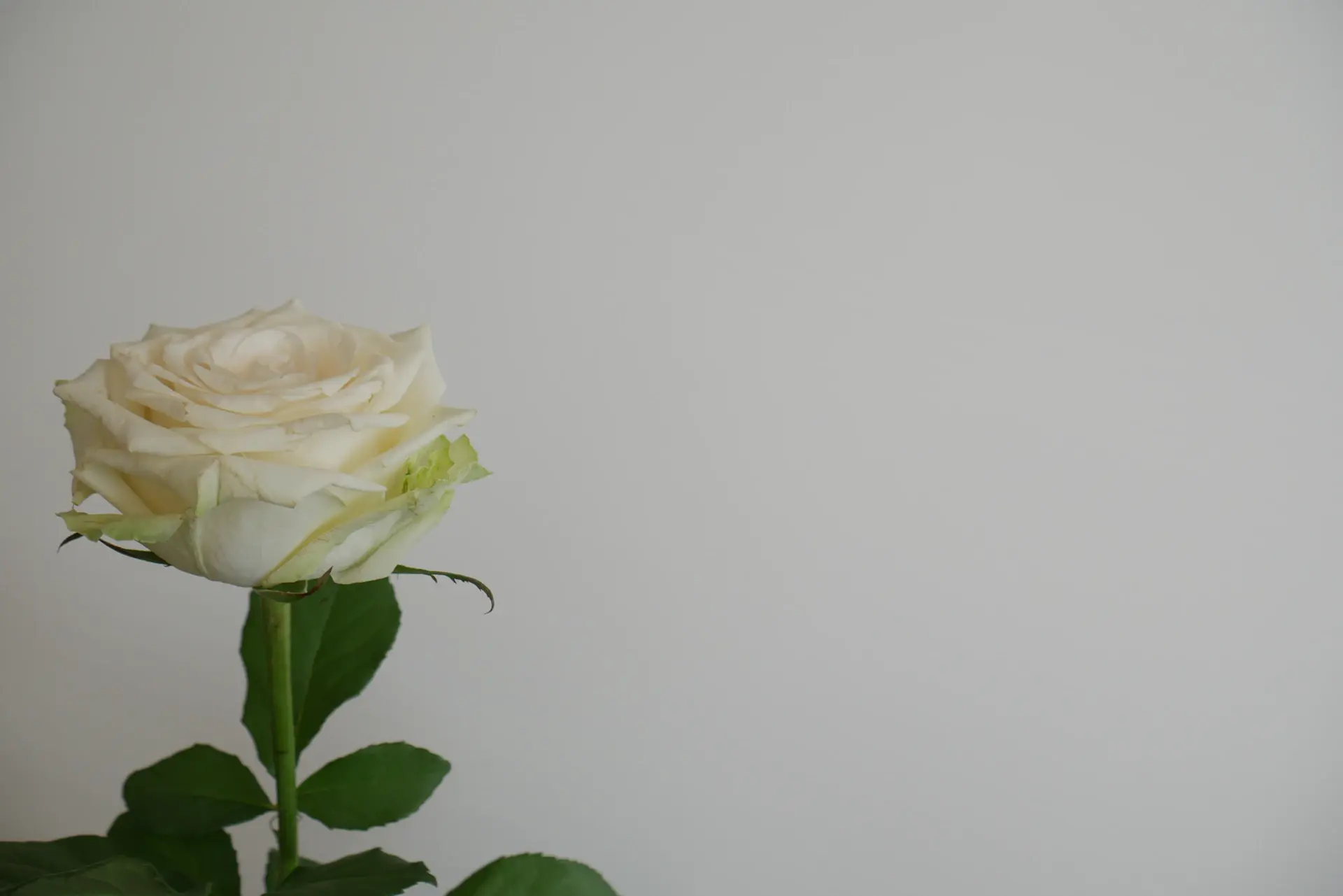Cinematic mood image of roses arranged as art