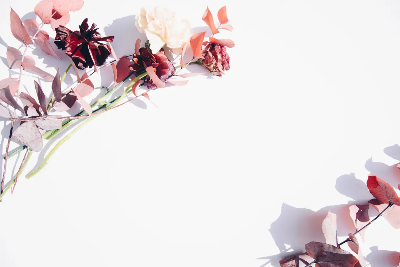 Pale rose lit dramatically against white