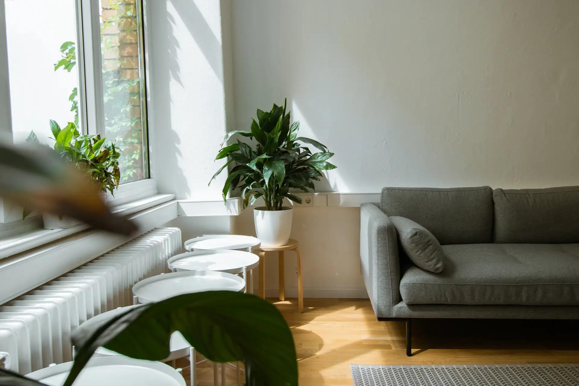 Tall floor plant beside a sofa in a bright room