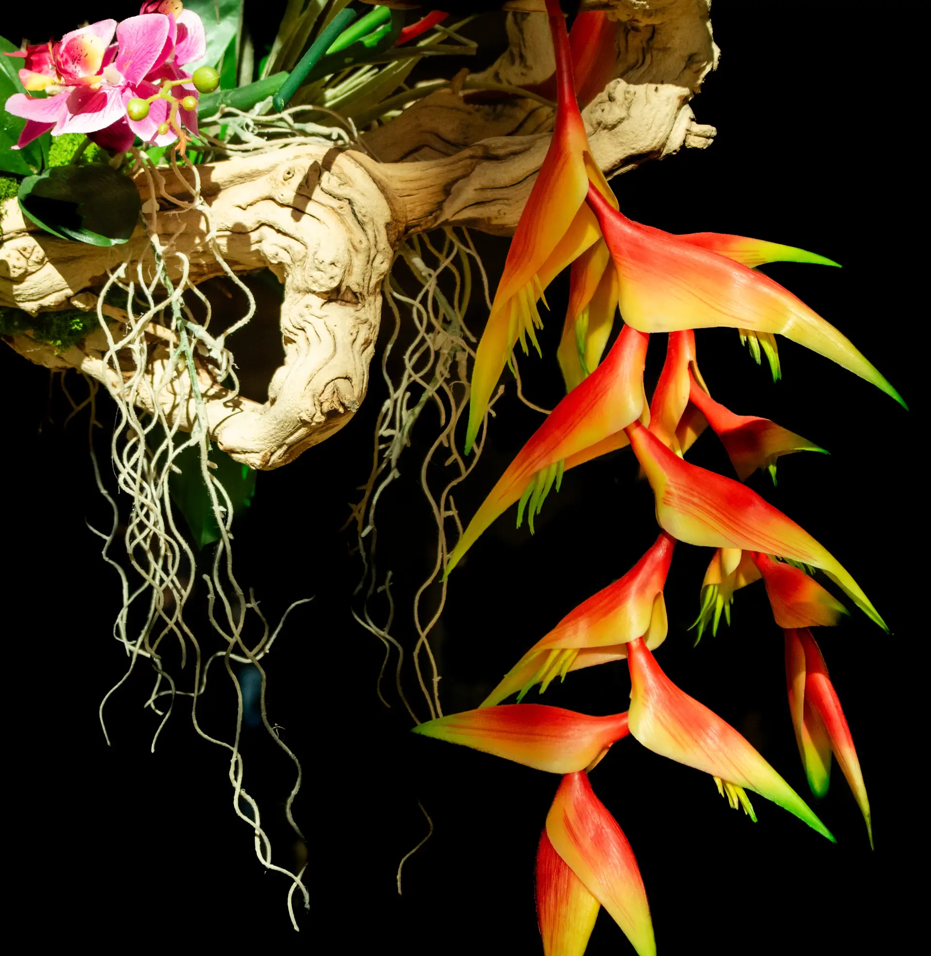 Bird of paradise plant with broad leaves