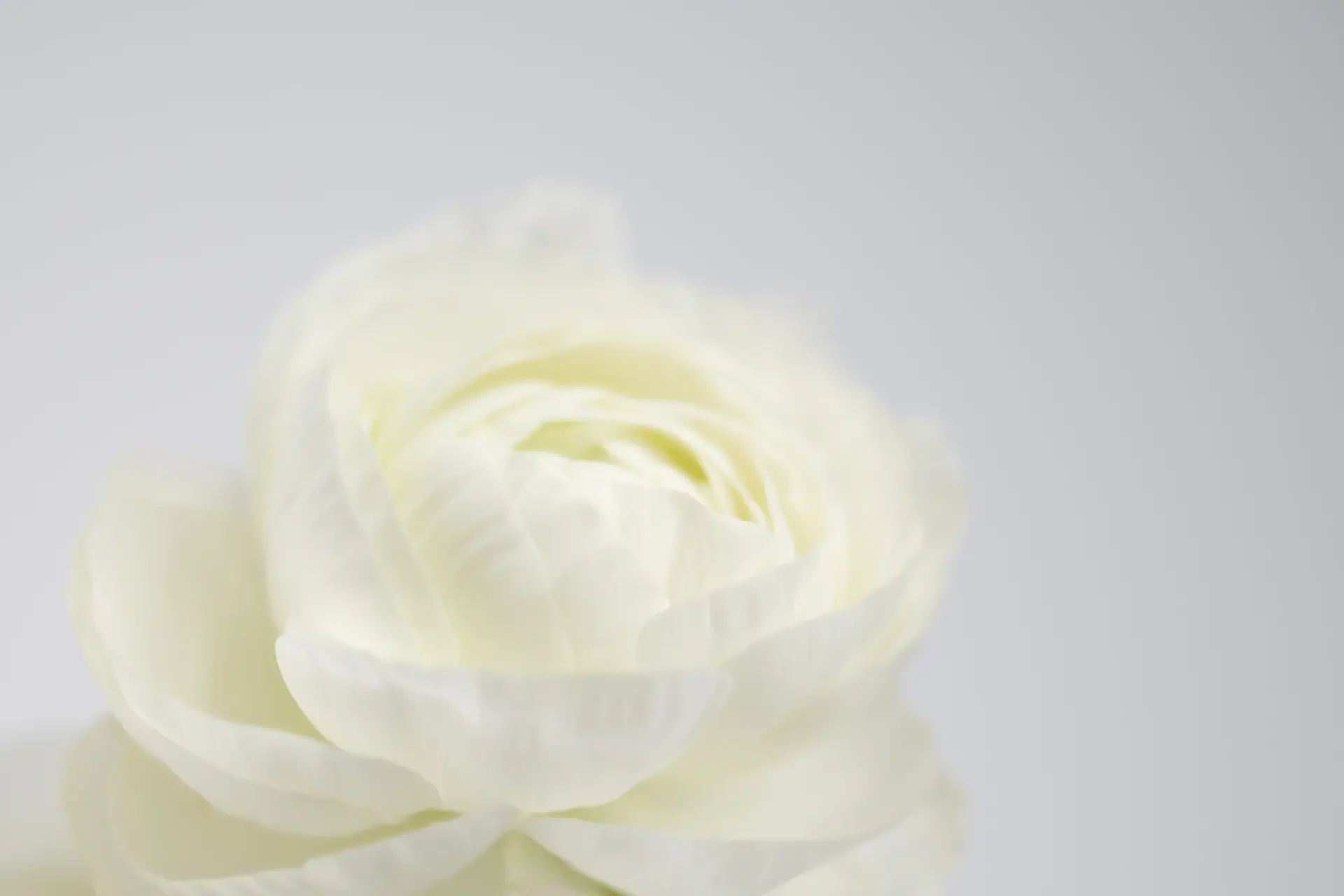 White Bloom luxury gift box with a single rose, photographed on pure white