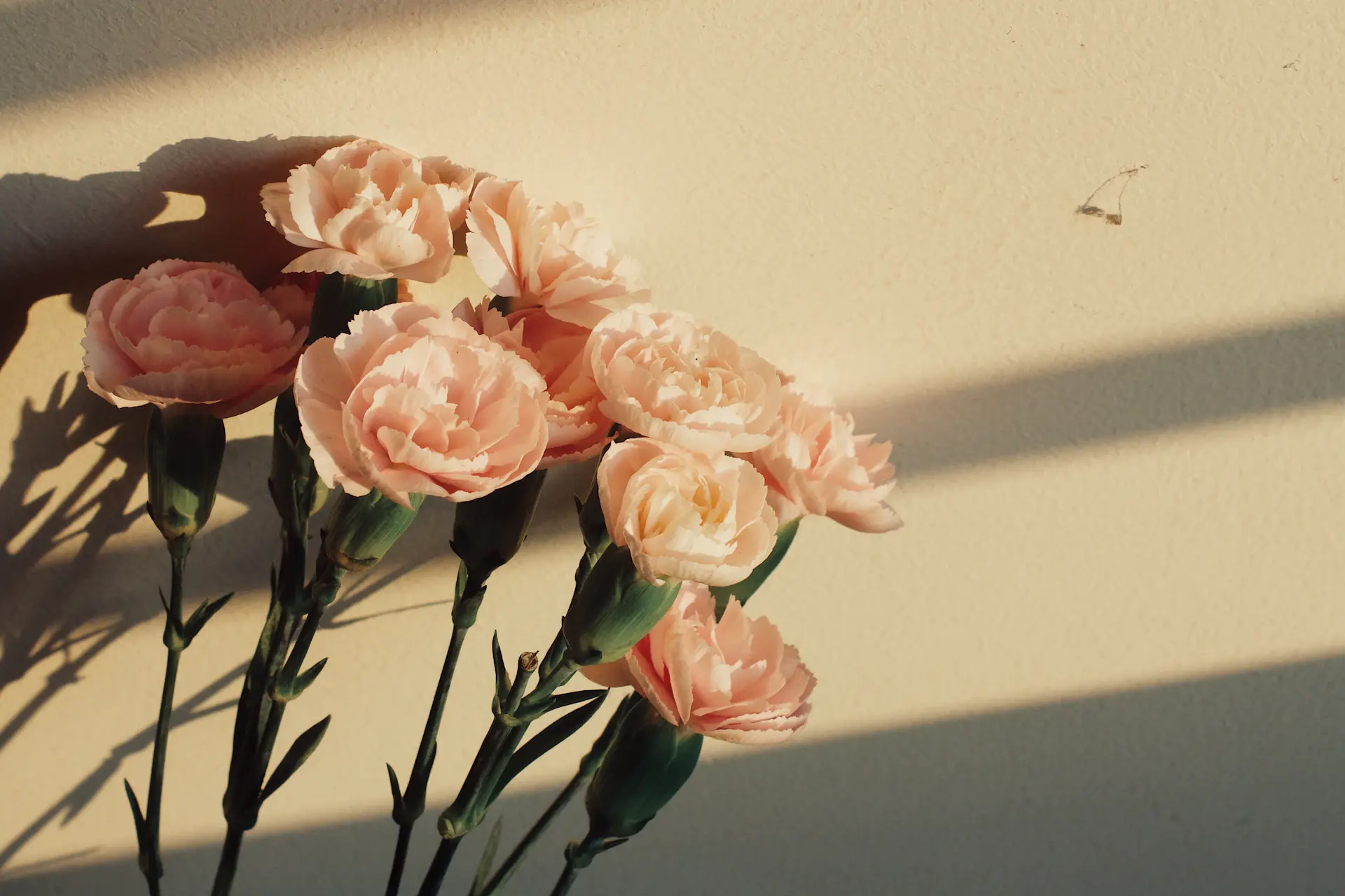 Champagne-hued roses in soft light