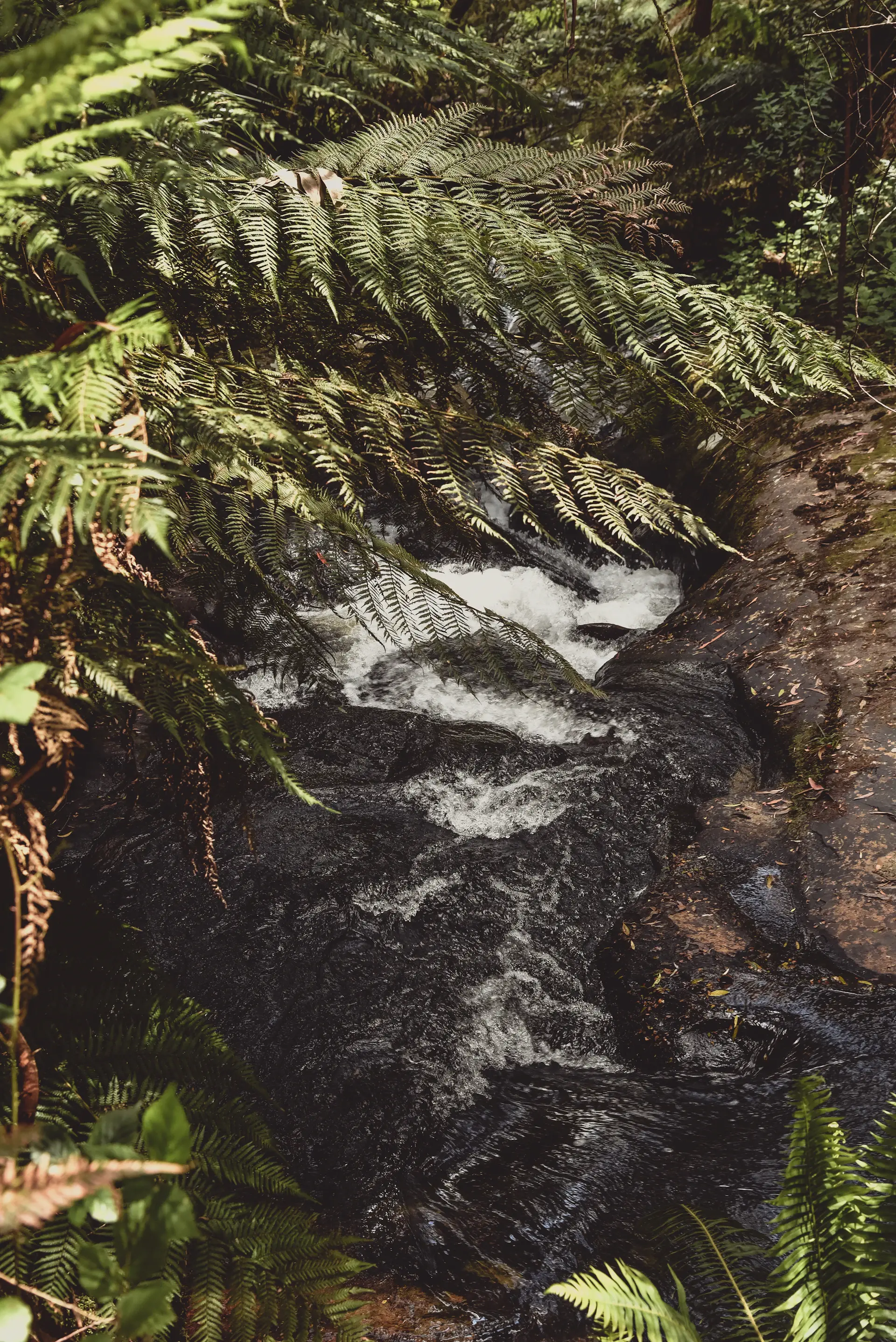 A slender waterfall slipping quietly through ferns