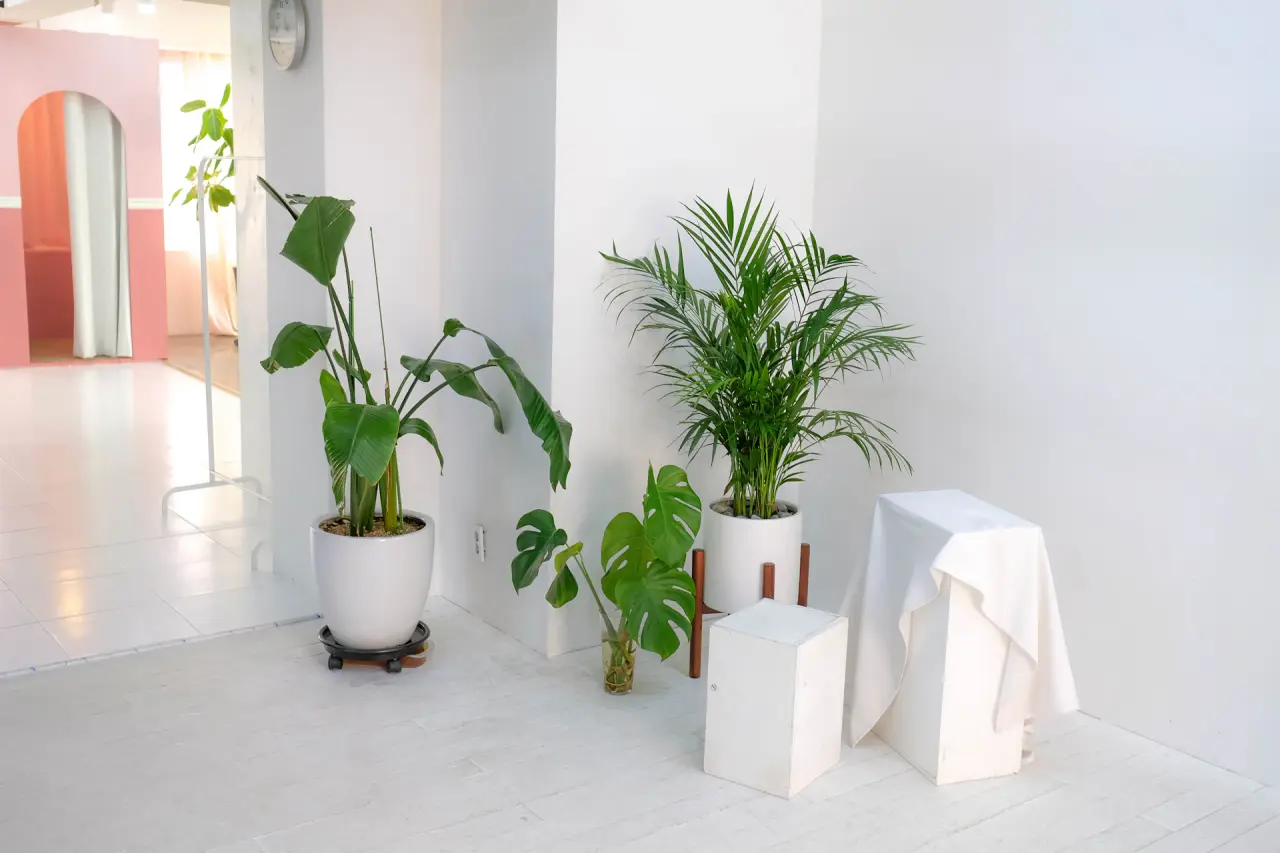 Tropical Studio
