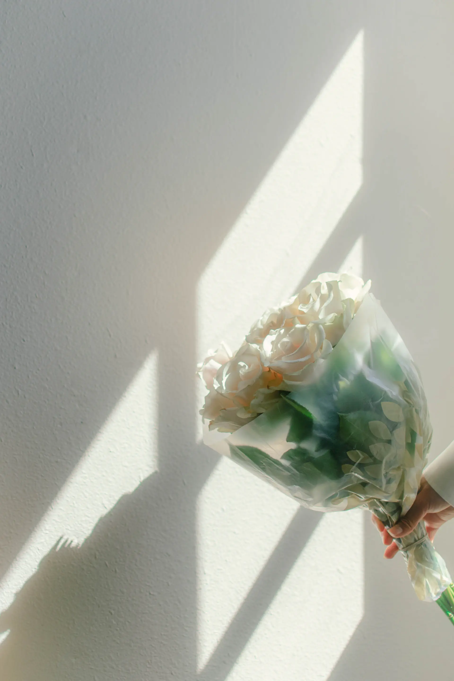 Single white rose, softly lit on a bright ground