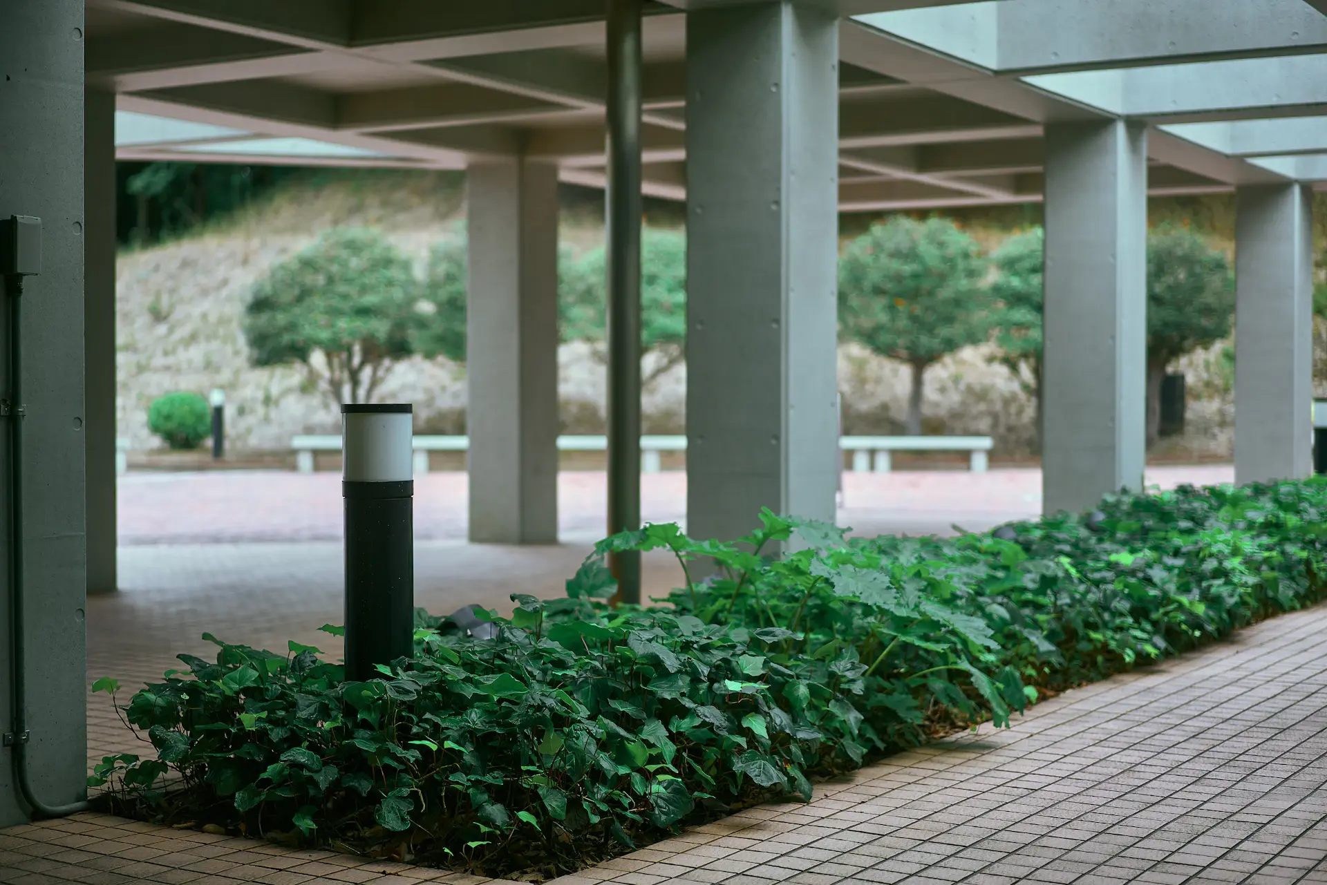 Khuôn viên Đại học Waseda mùa thu