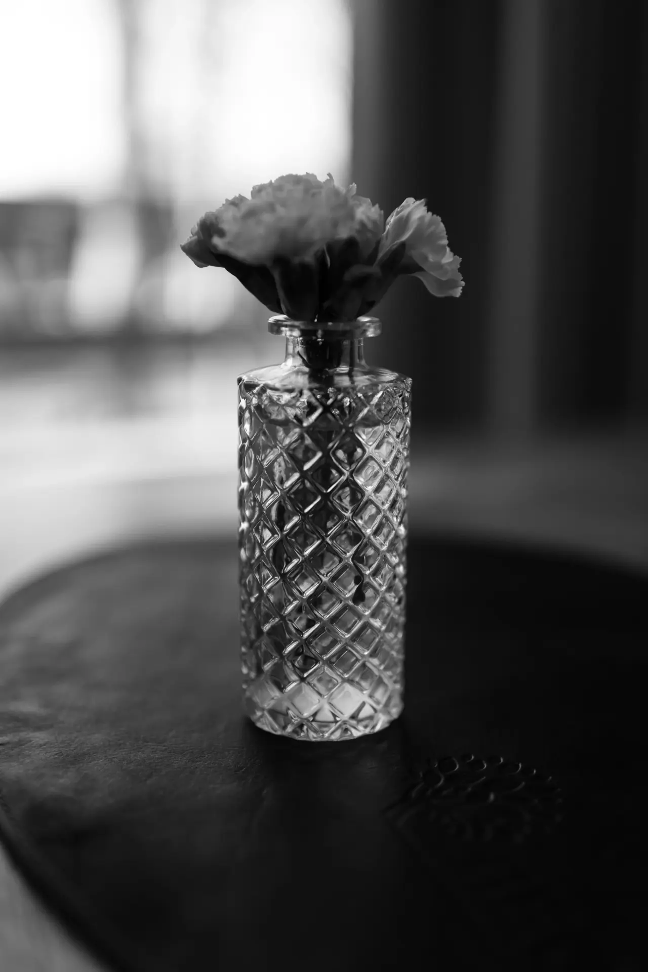 Pale rose lit dramatically against white