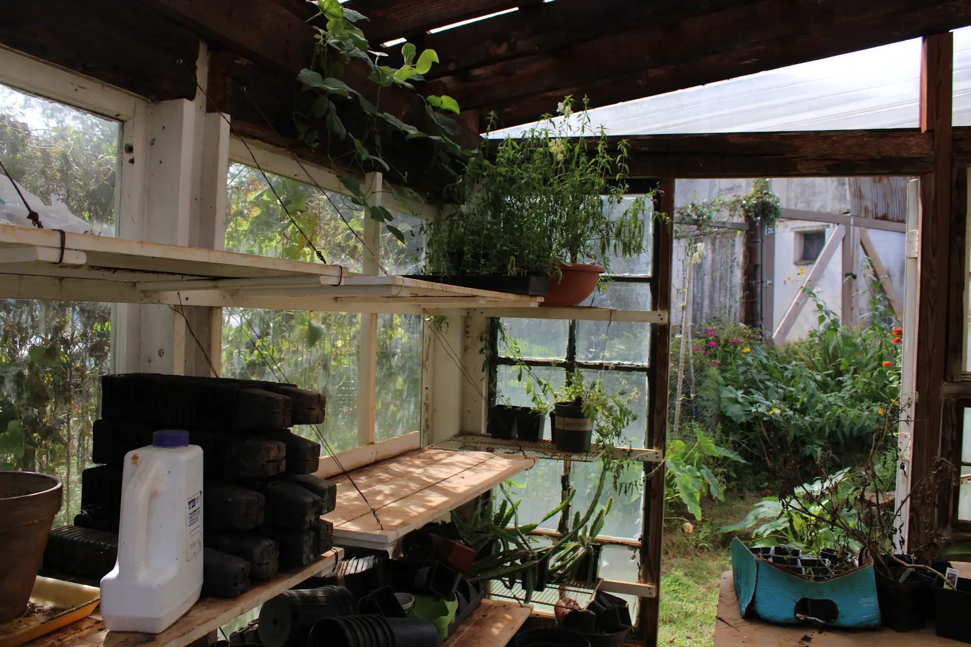Plants acclimating on greenhouse shelving