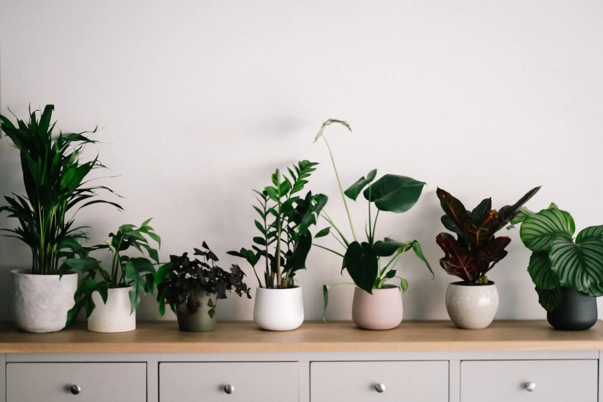 Wide shelf of potted ornamental plants in a sunlit boutique