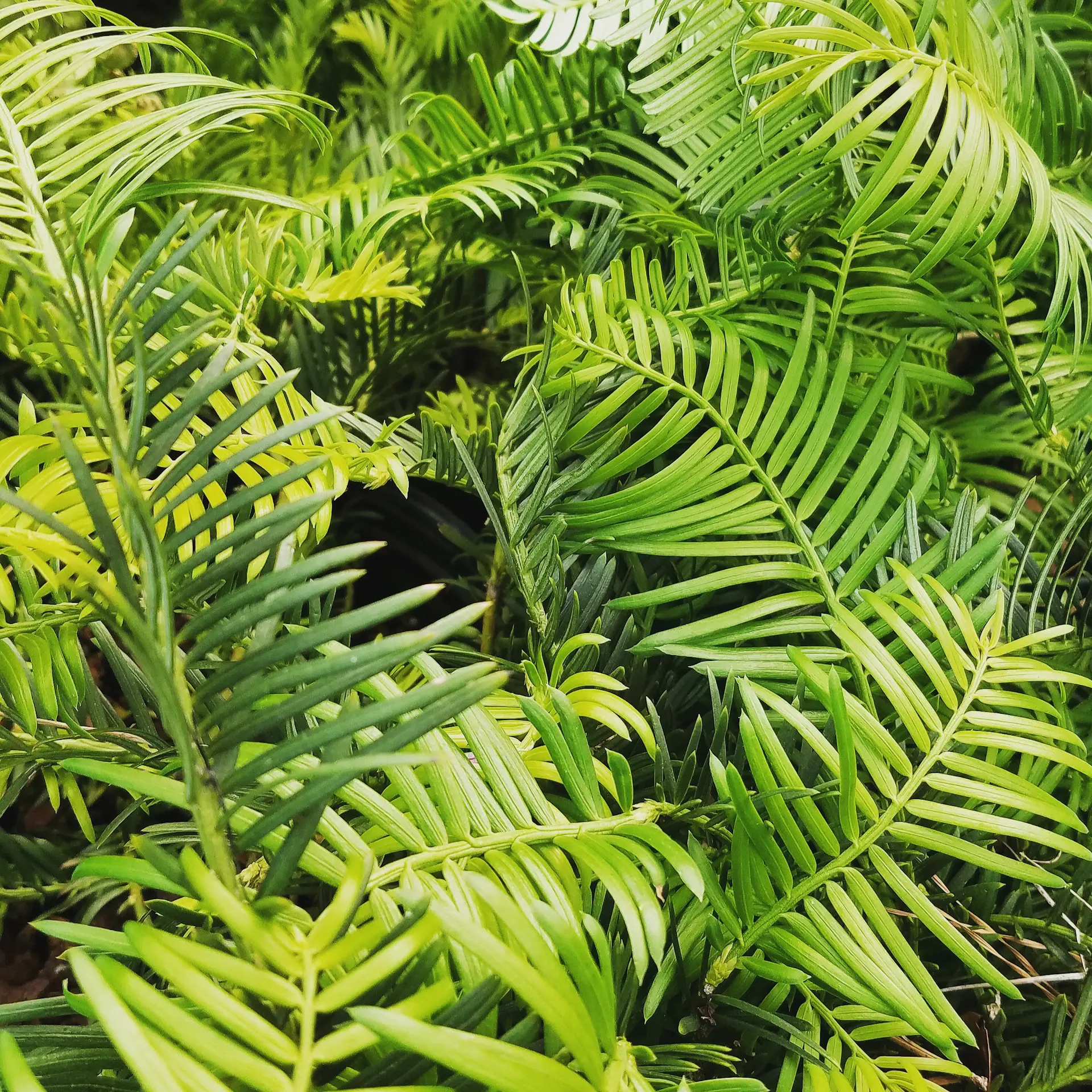 Parlor palm with delicate green fronds