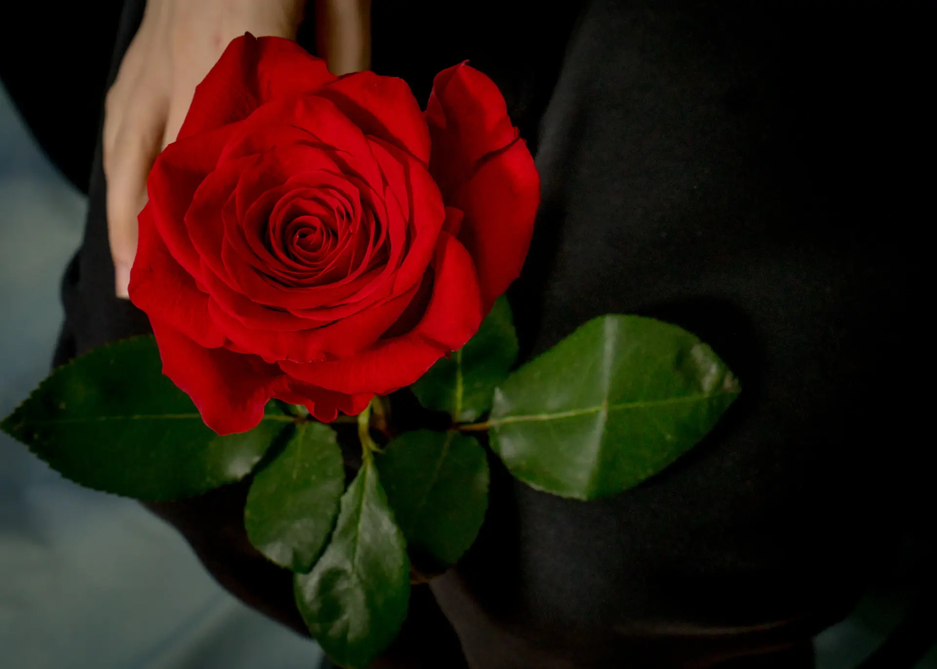A moment of confession beside roses