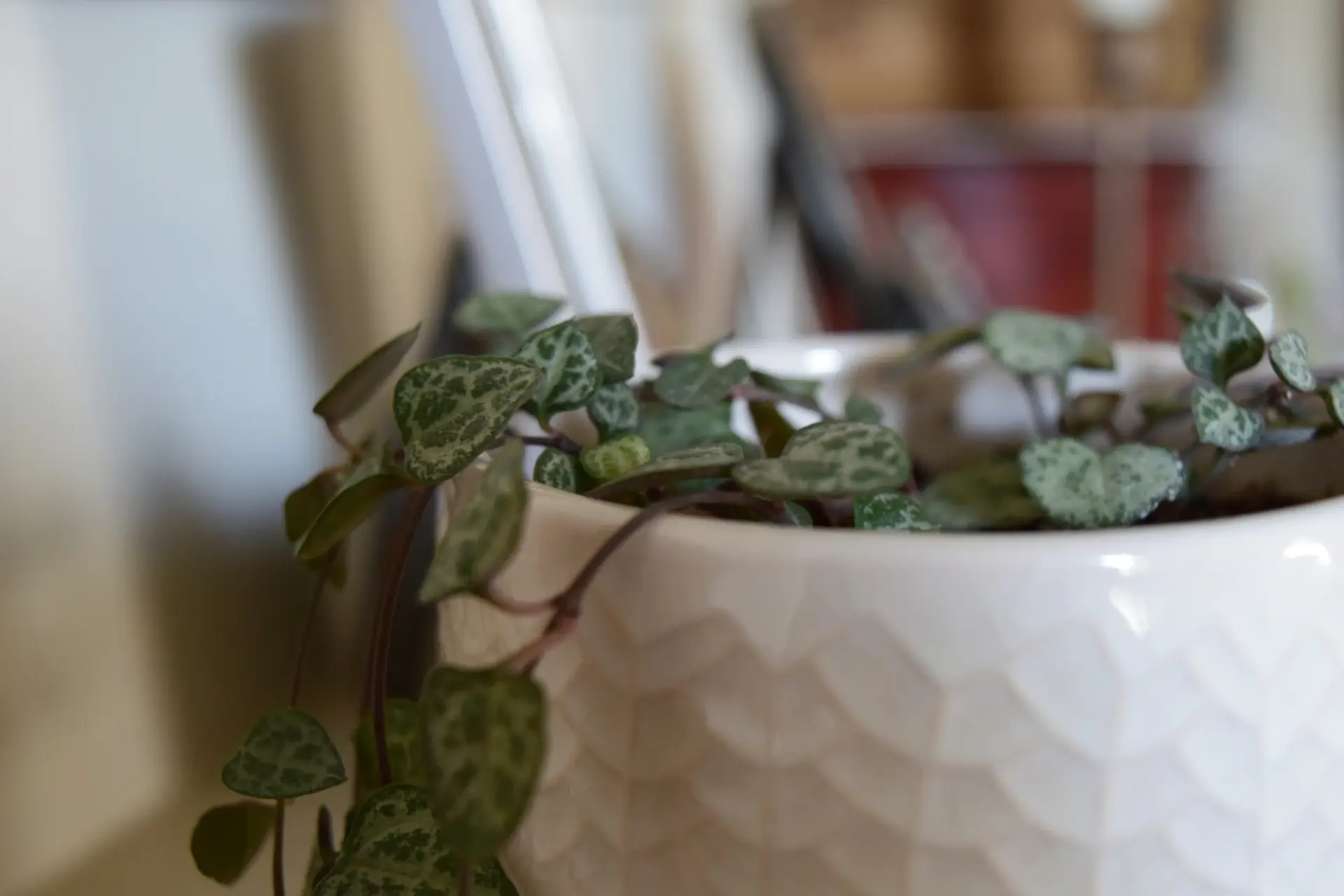 Modern self-watering planter with a leafy houseplant