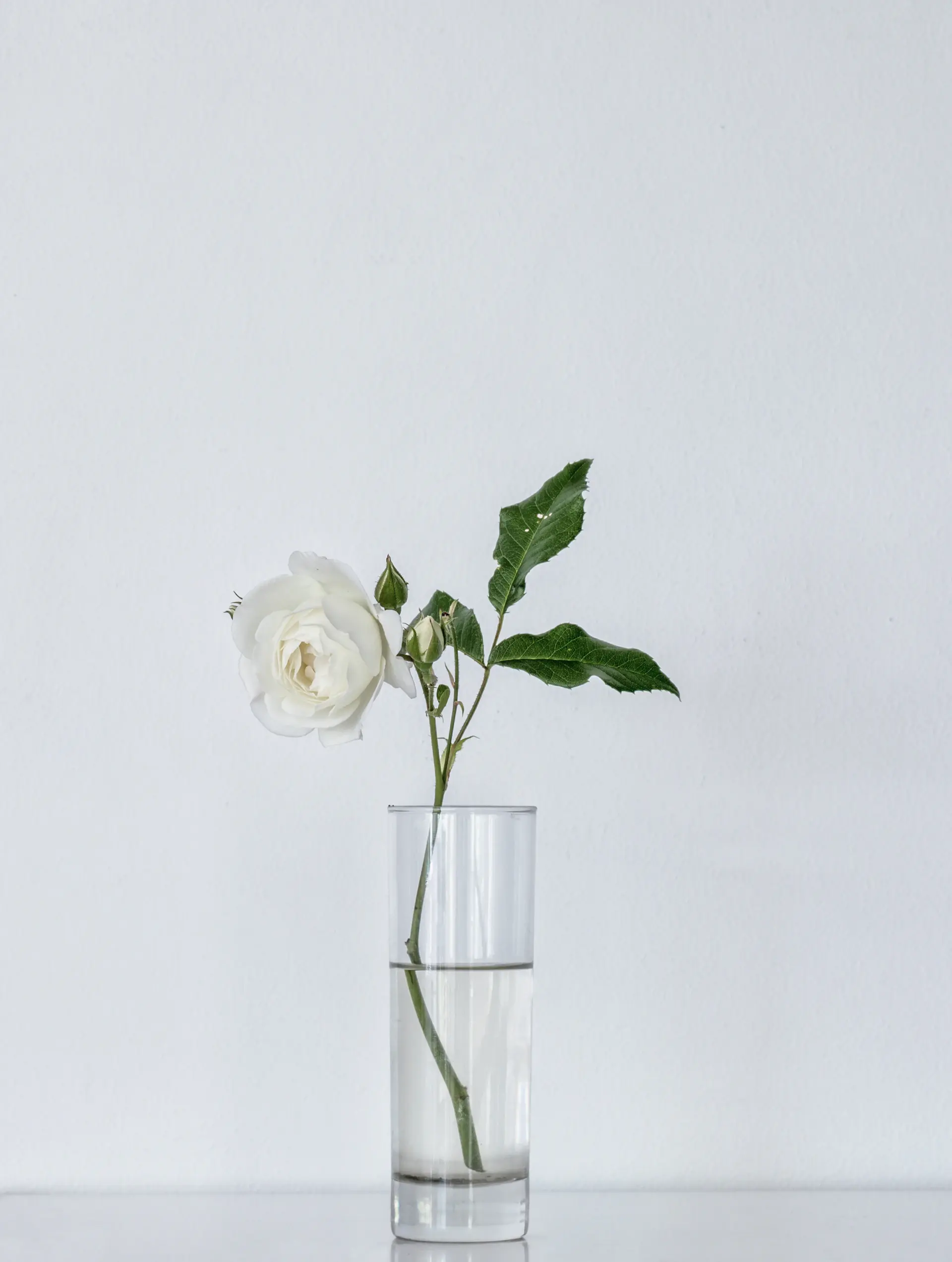 Minimal white rose gift for corporate gifting
