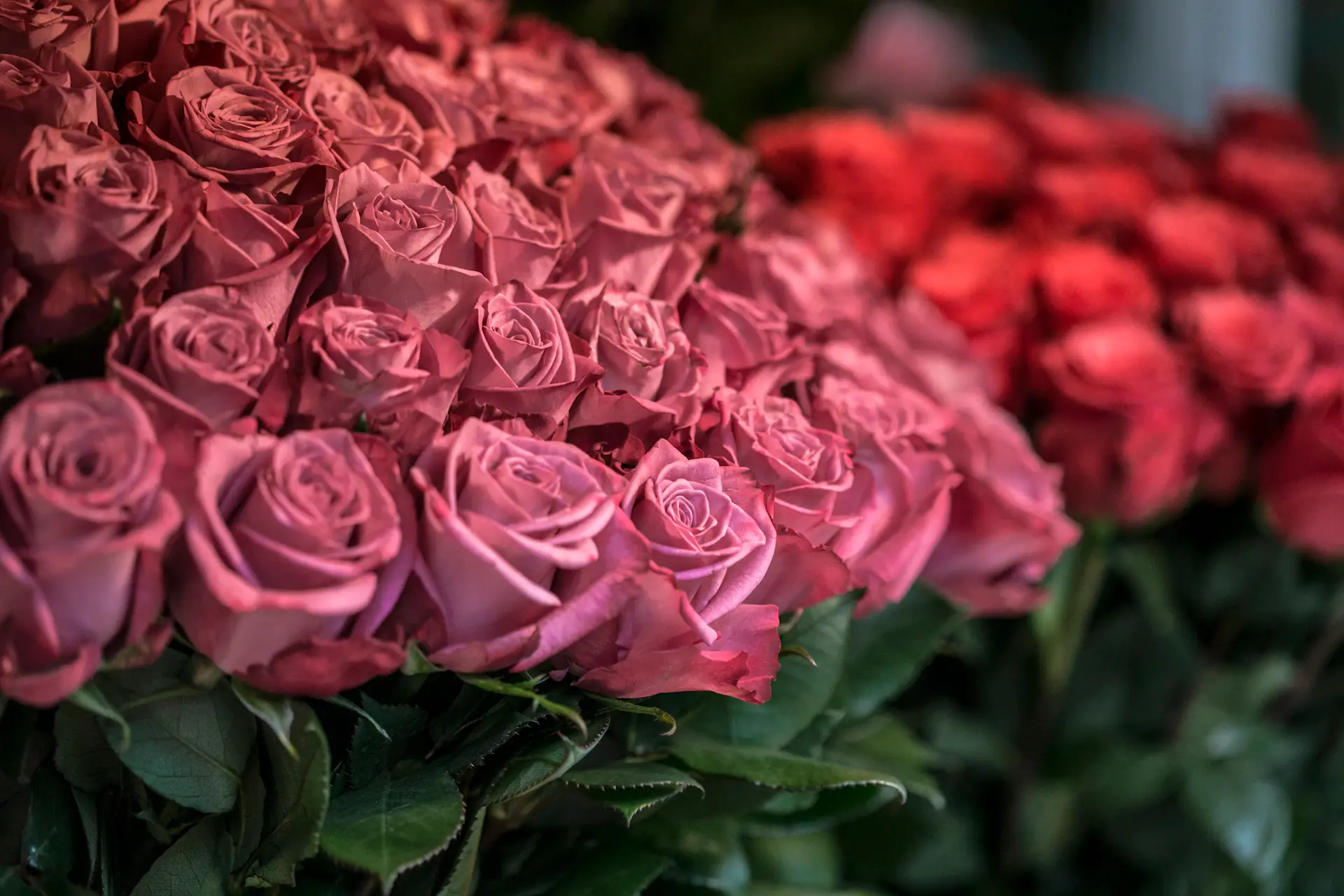 A moment of confession beside the roses