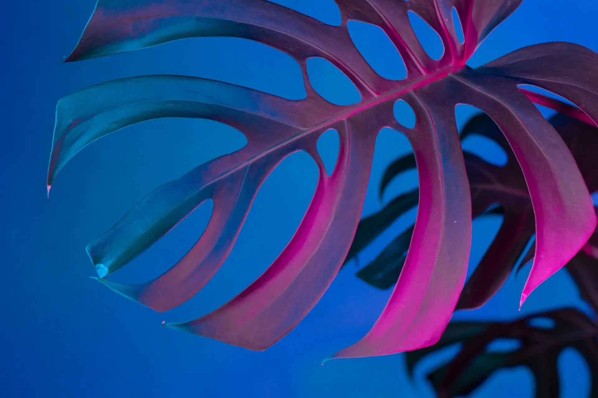 Close-up of an unfurling Monstera leaf