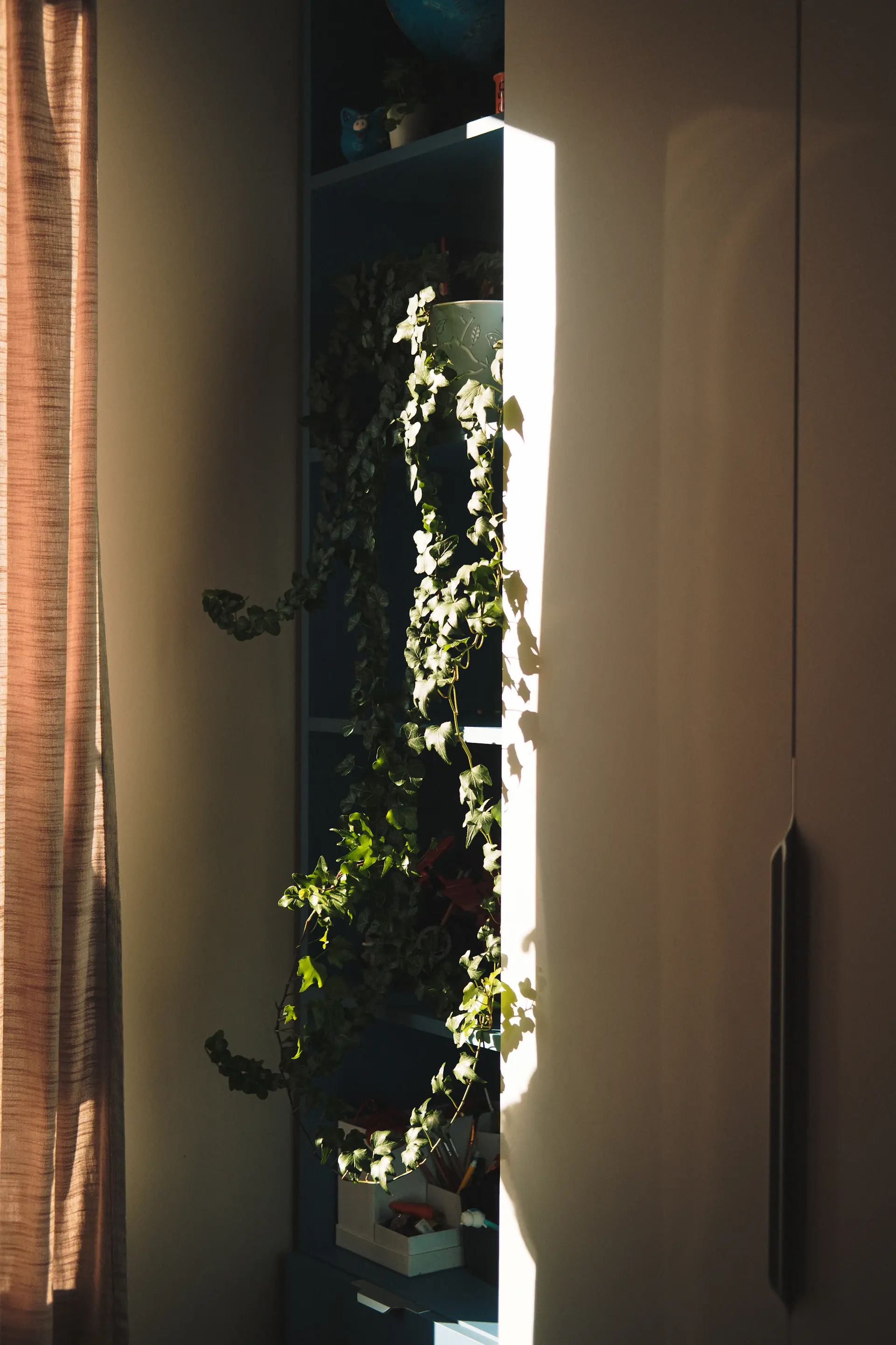A tall statement houseplant in a designer pot beside a sunlit window