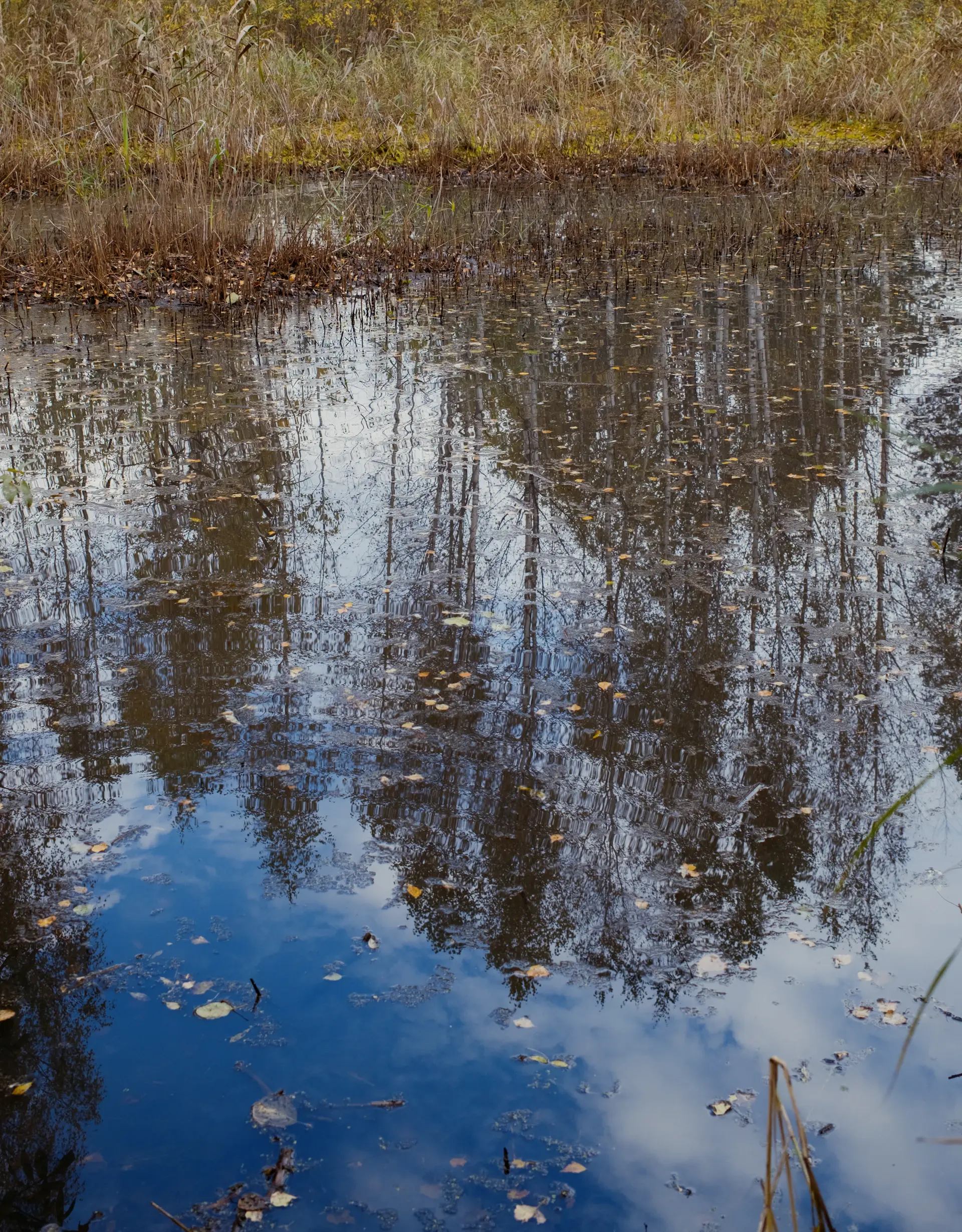 Reeds at the margin of a still pond