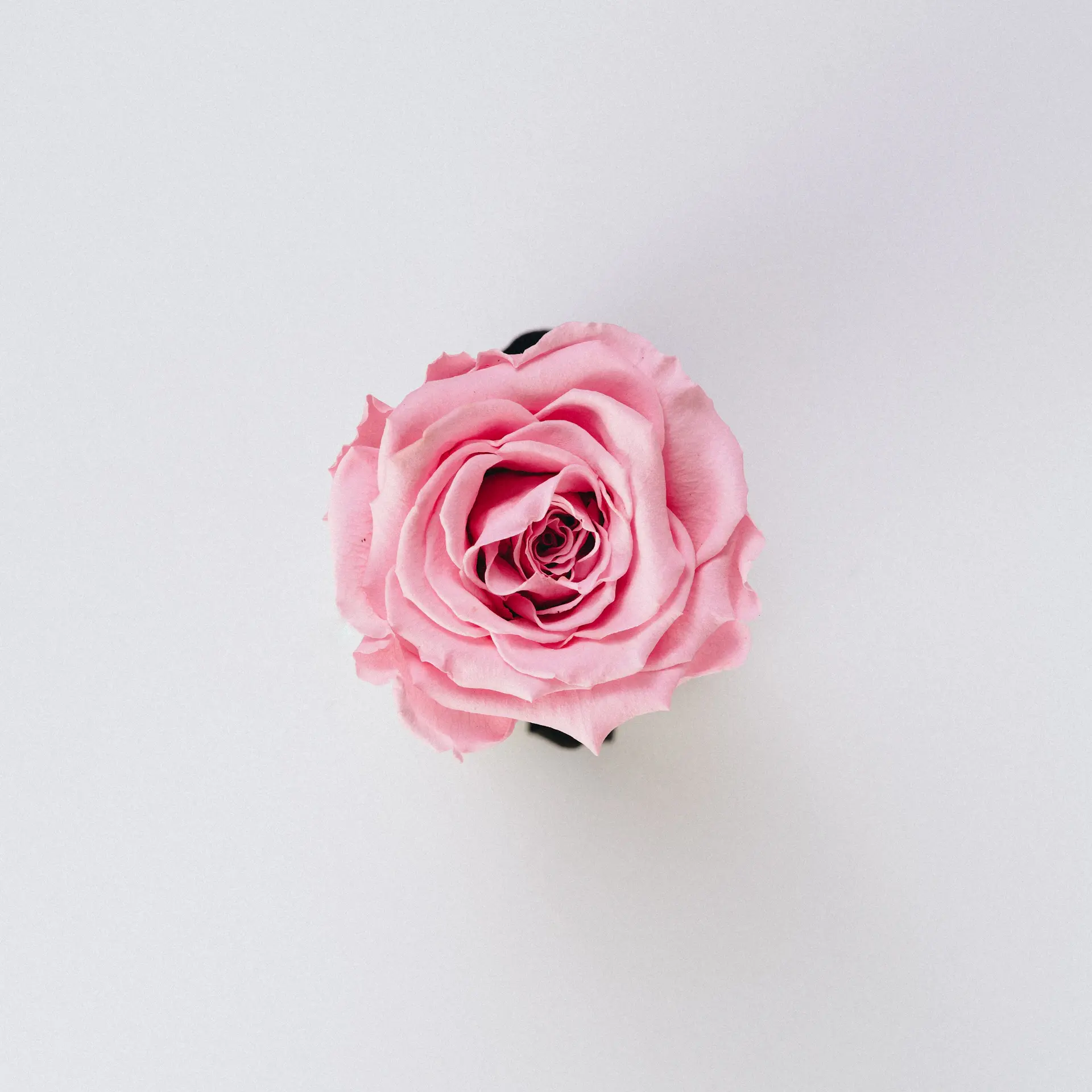 The signature rose box collection