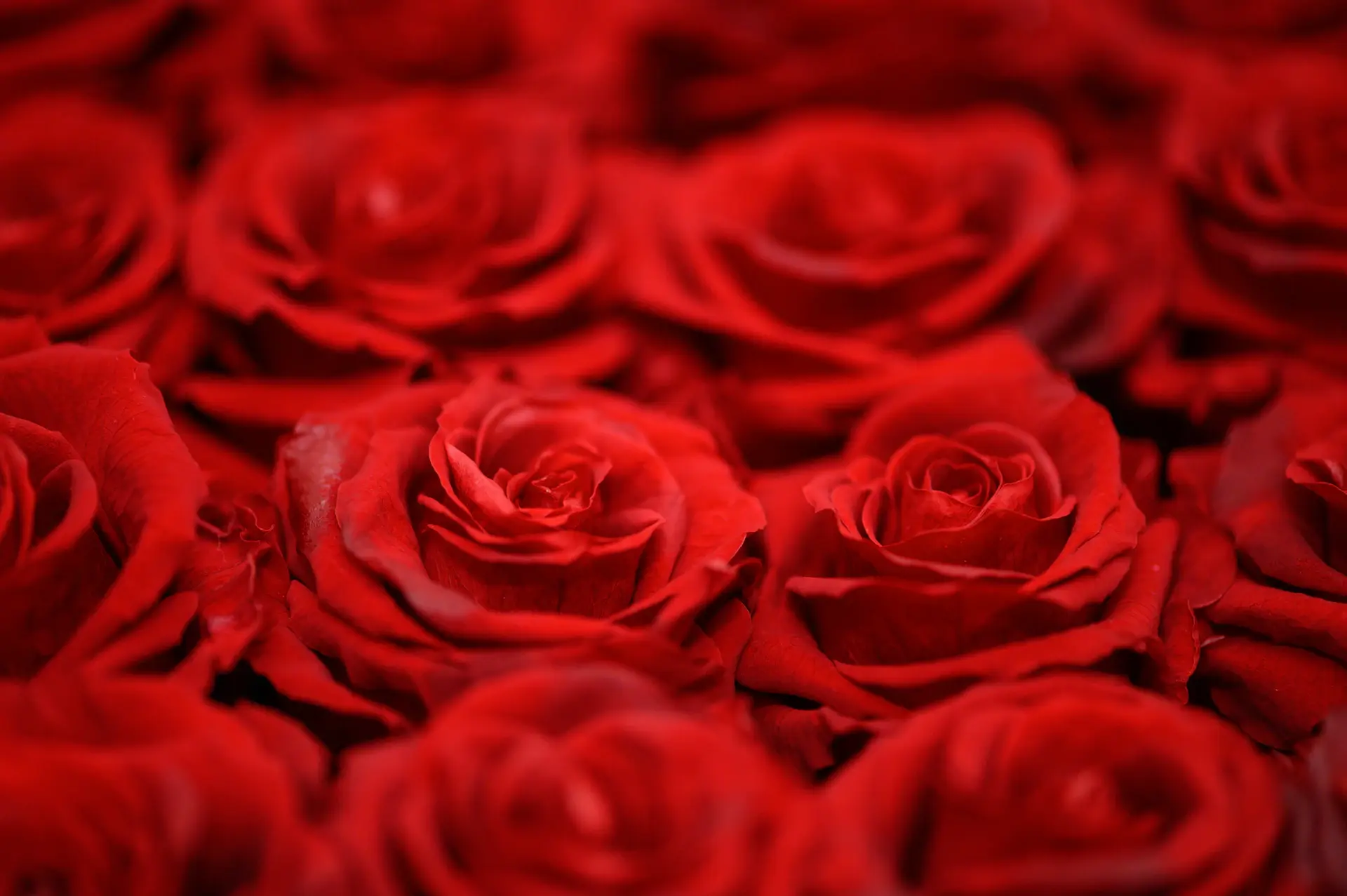 Maison Rose editorial rose arrangement
