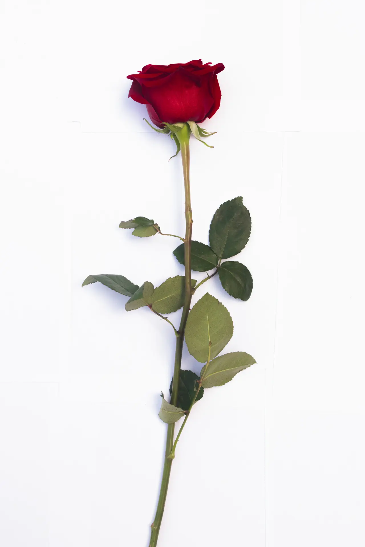 Sculptural rose arrangement on white plinth