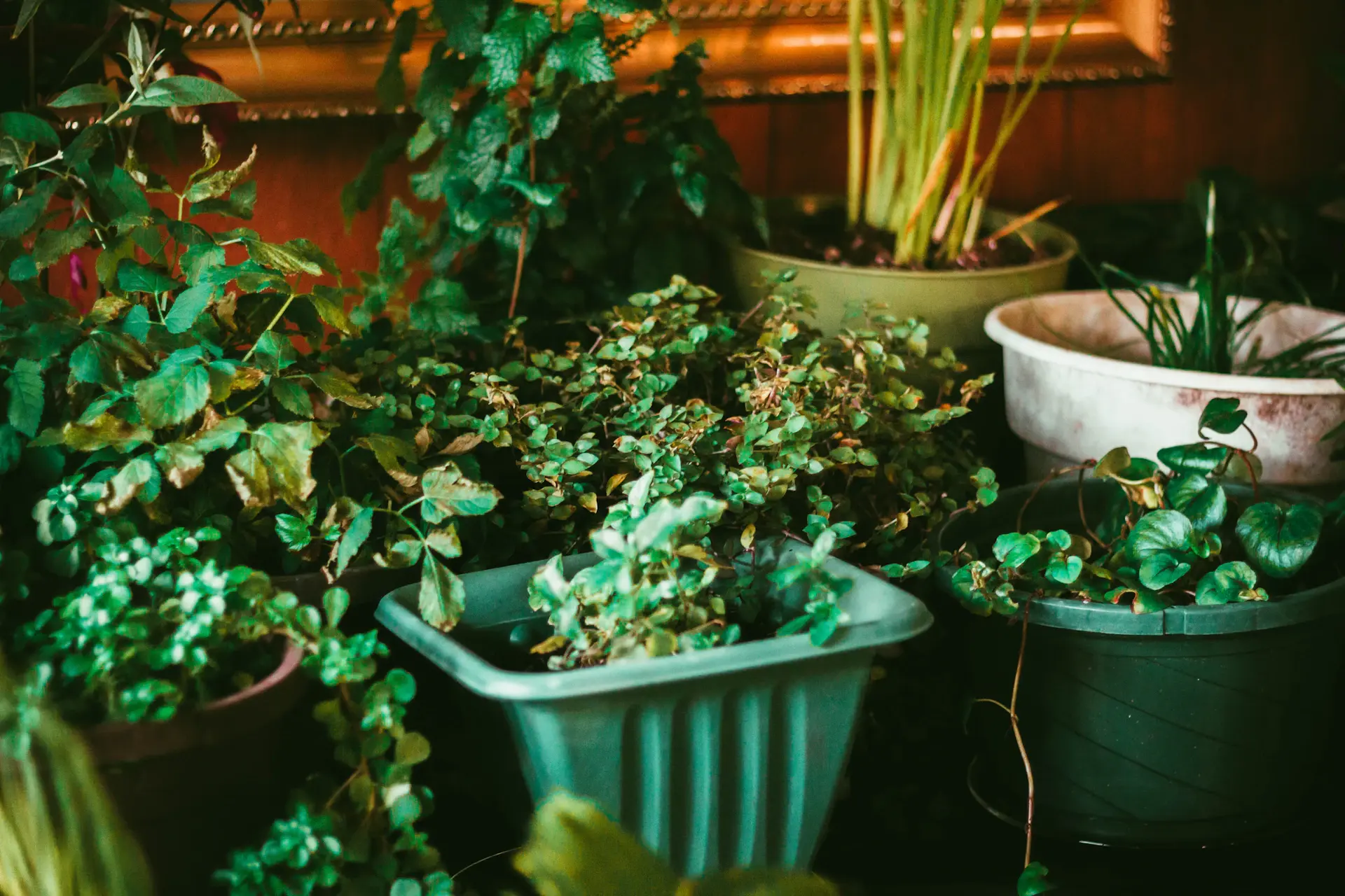 Repotting a plant into a terracotta pot