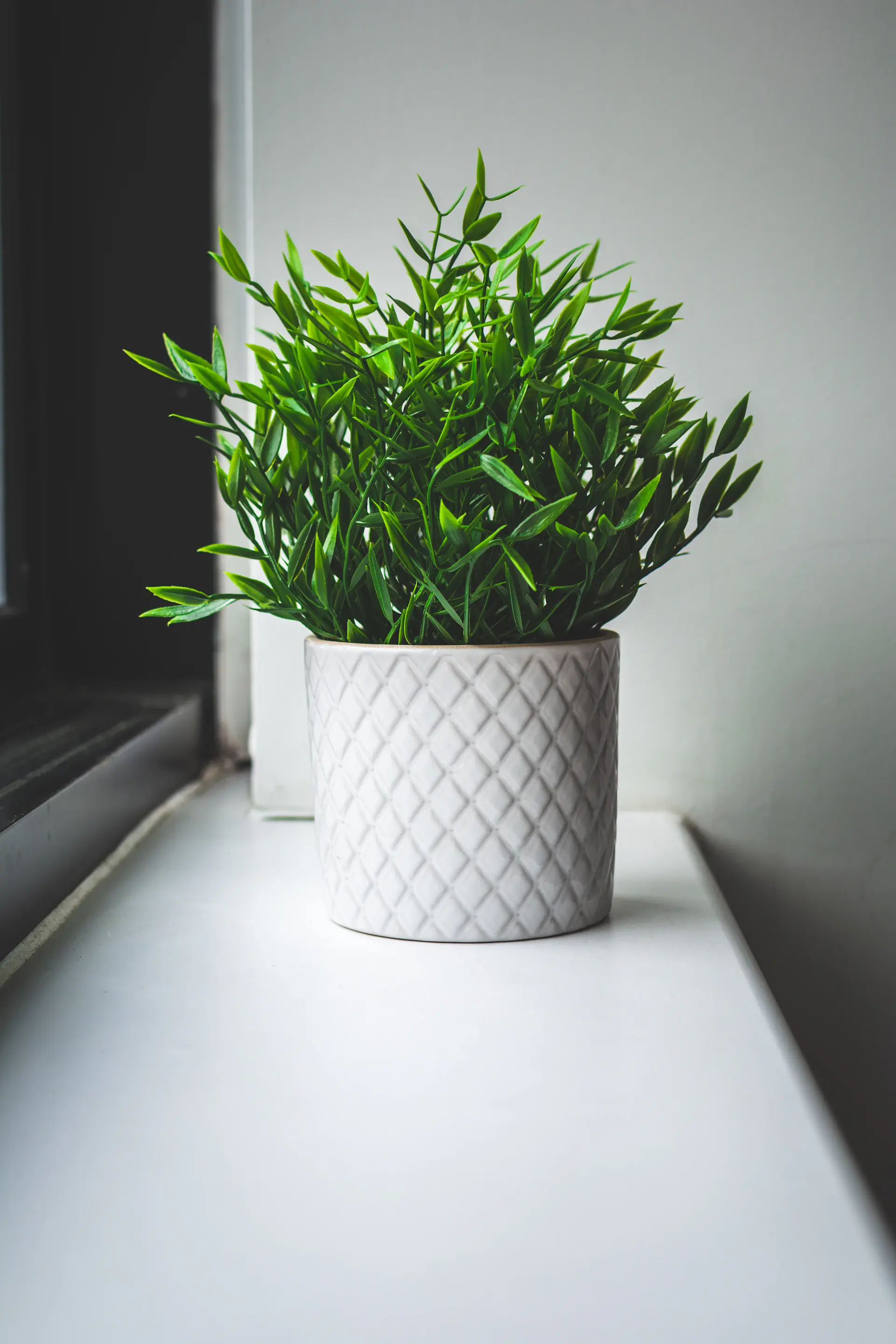 Monstera in a cream ceramic pot beside a window