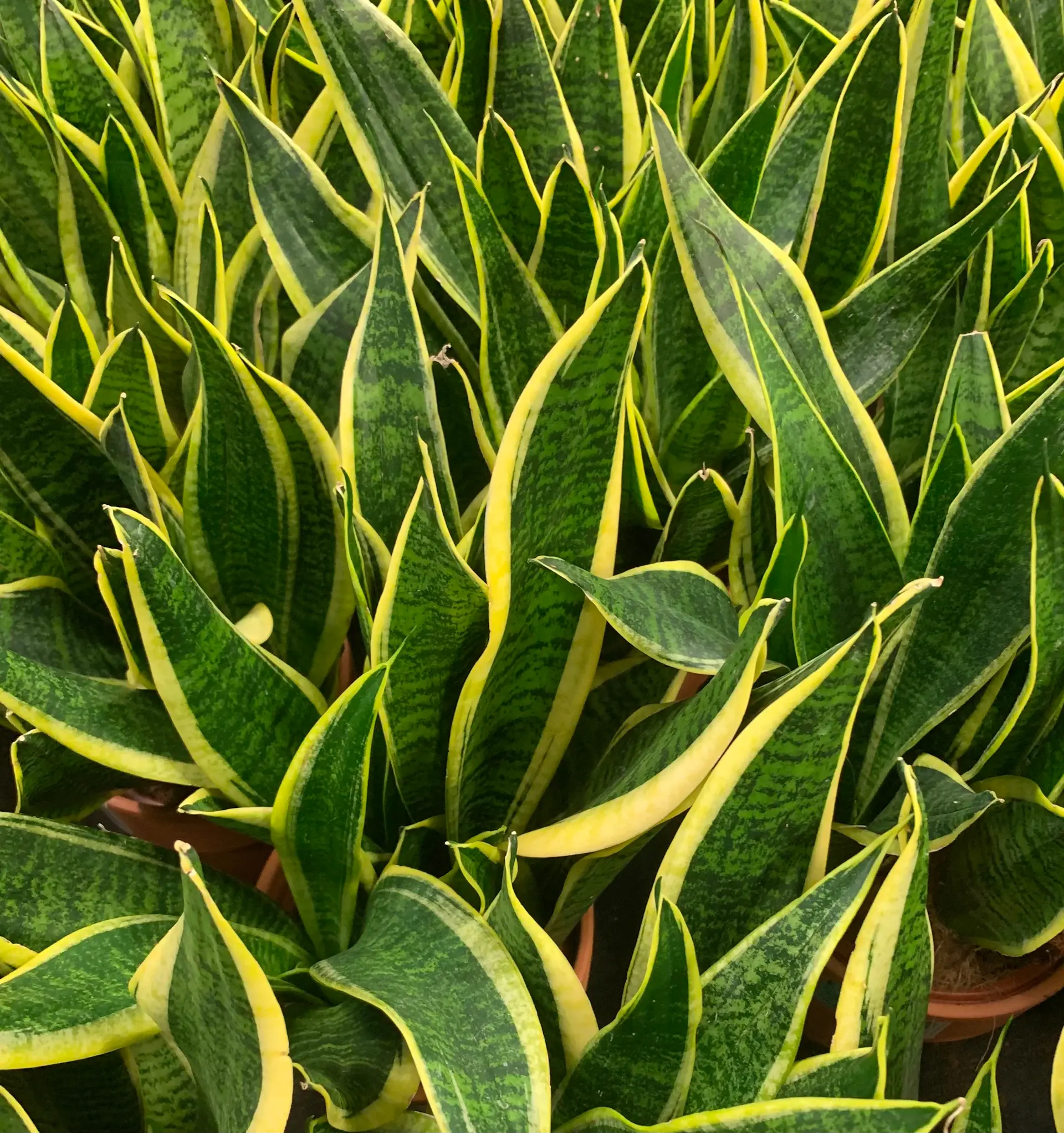 Tall snake plant with upright leaves